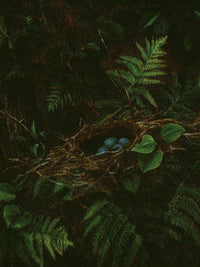 Bird's Nest And Ferns By Fidelia Bridges Fine Art Print