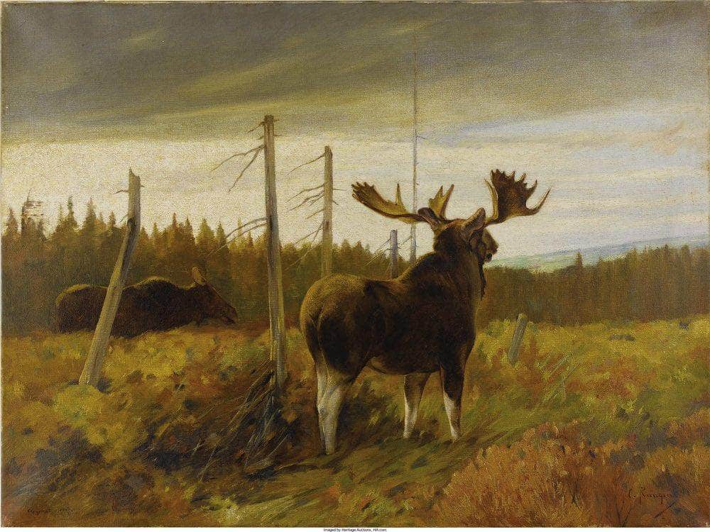 Moose In A Clearing By Carl Rungius Fine Art Print