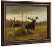 Moose In A Clearing By Carl Rungius Fine Art Print