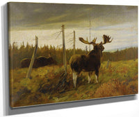 Moose In A Clearing By Carl Rungius Fine Art Print