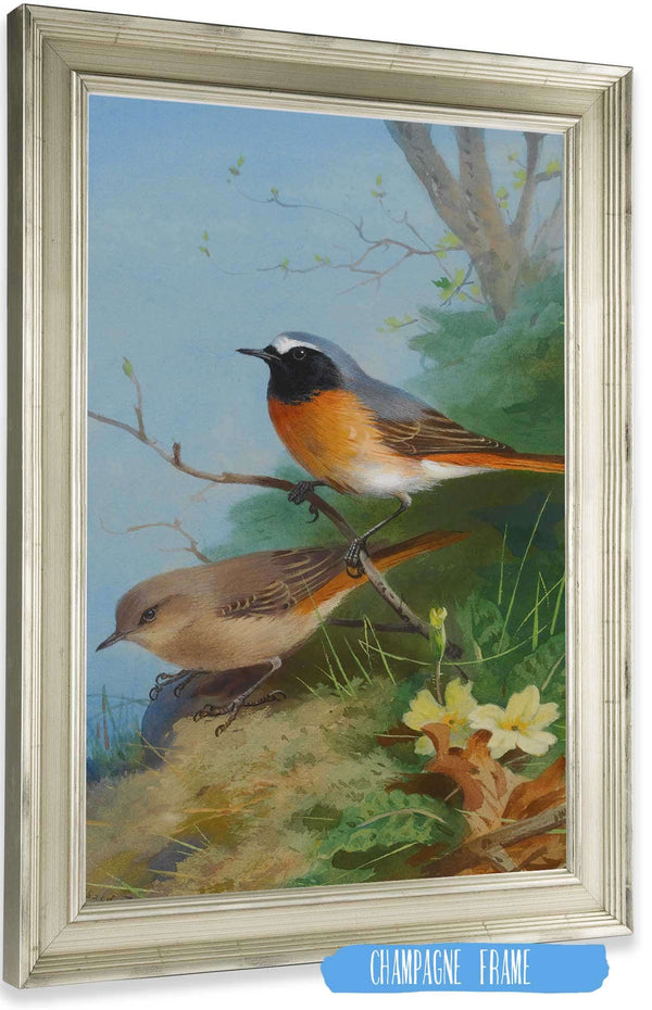 Pair Of Redstarts by Archibald Thorburn Posters, Prints, & Visual Artwork