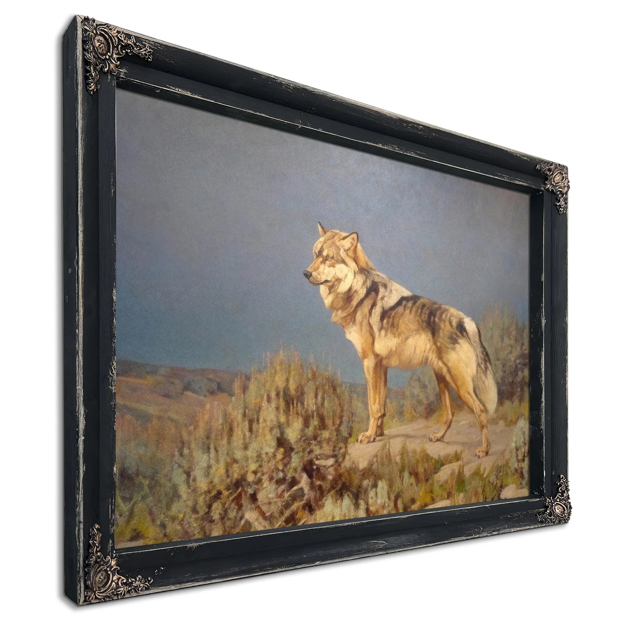 Grey Wolf Standing On A Bluff By Carl Rungius Fine Art Print