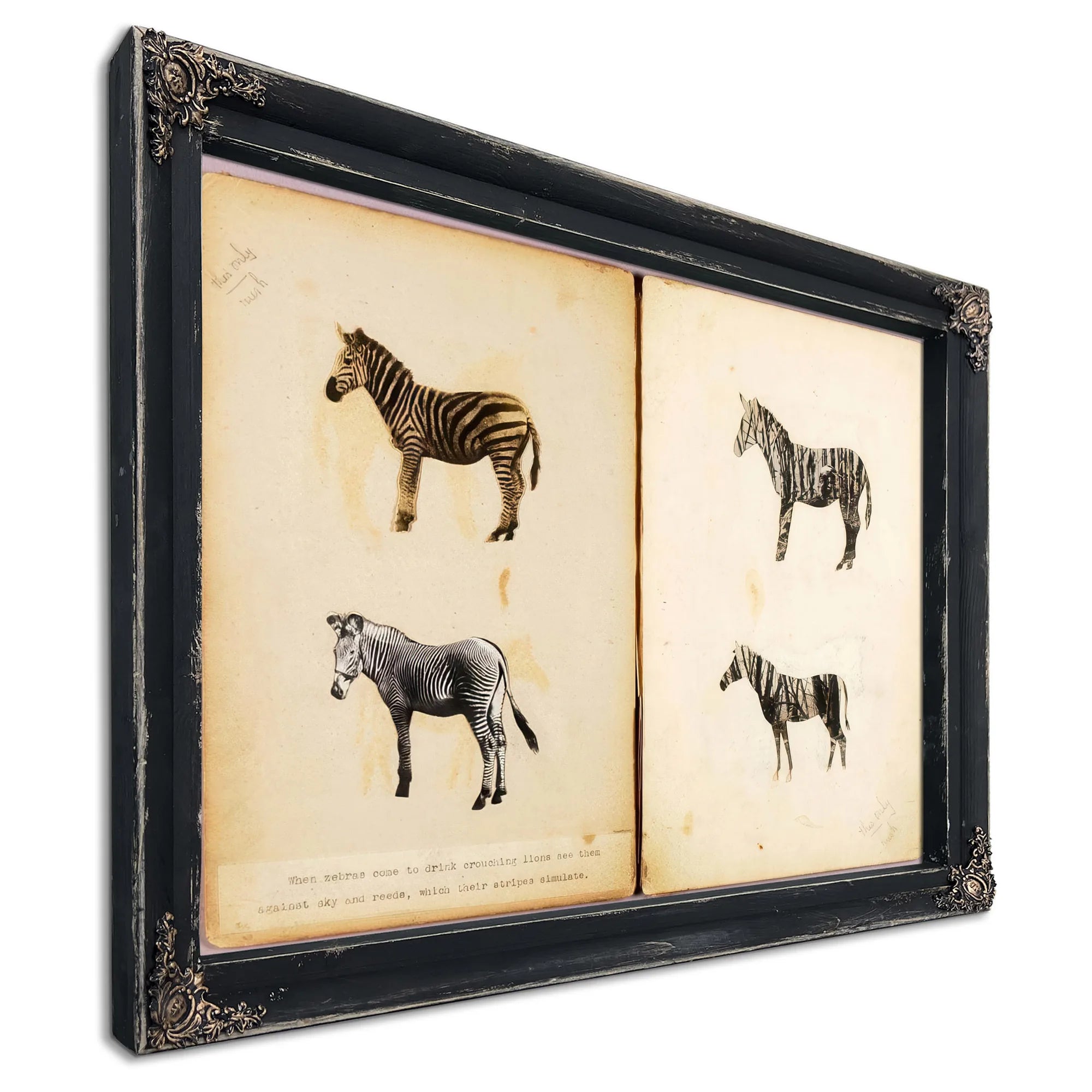 Zebras, Study Folder For Book Concealing Coloration In The Animal Kingdom By Abbott Handerson Thayer Fine Art Print