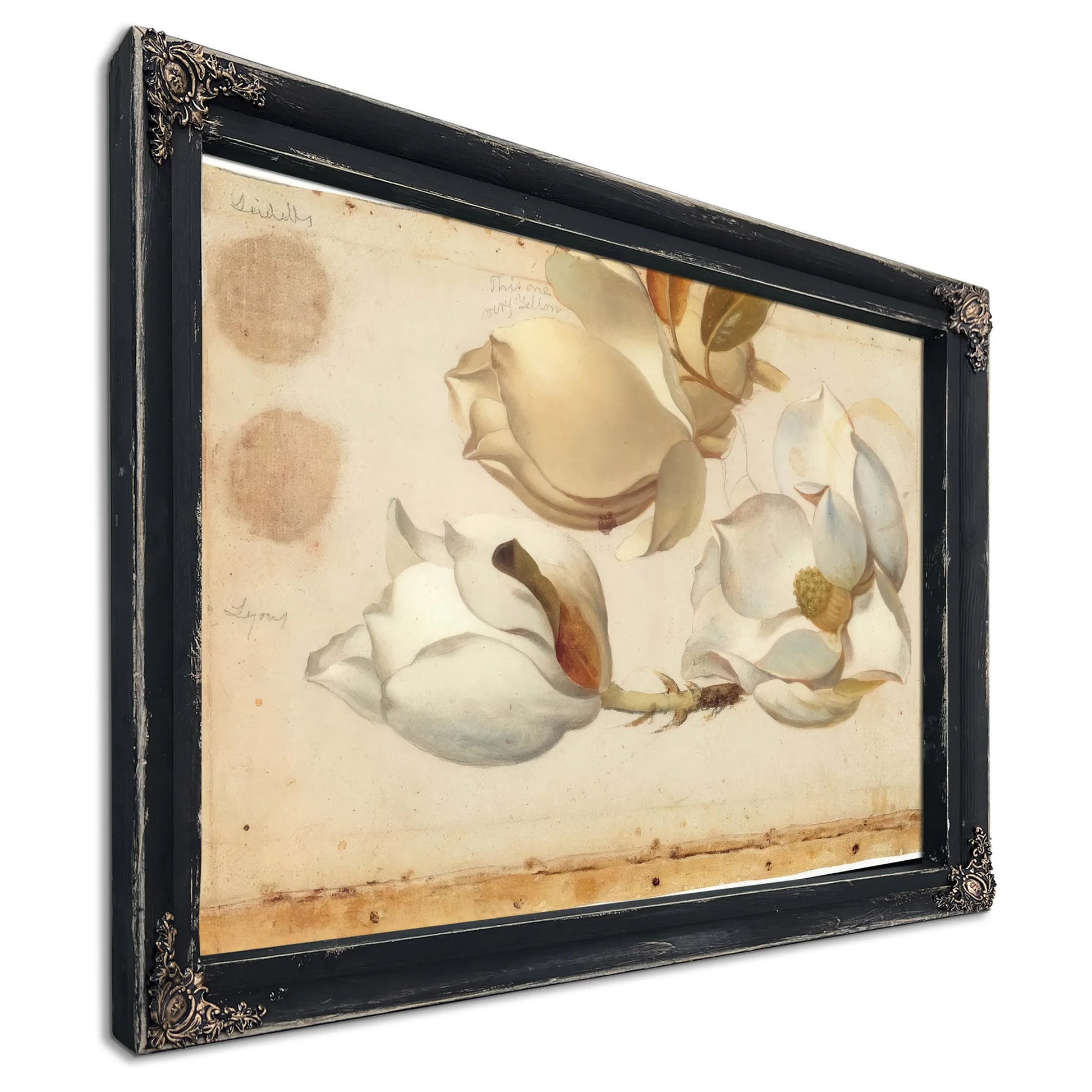 Study Of Three Blossoms Of Magnolia By Martin Johnson Heade Fine Art Print