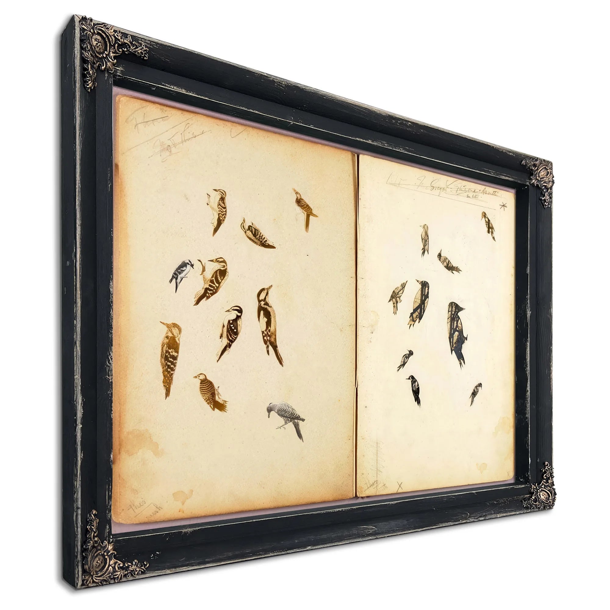 Woodpecker, Study Folder For Book Concealing Coloration In The Animal Kingdom By Abbott Handerson Thayer Fine Art Print