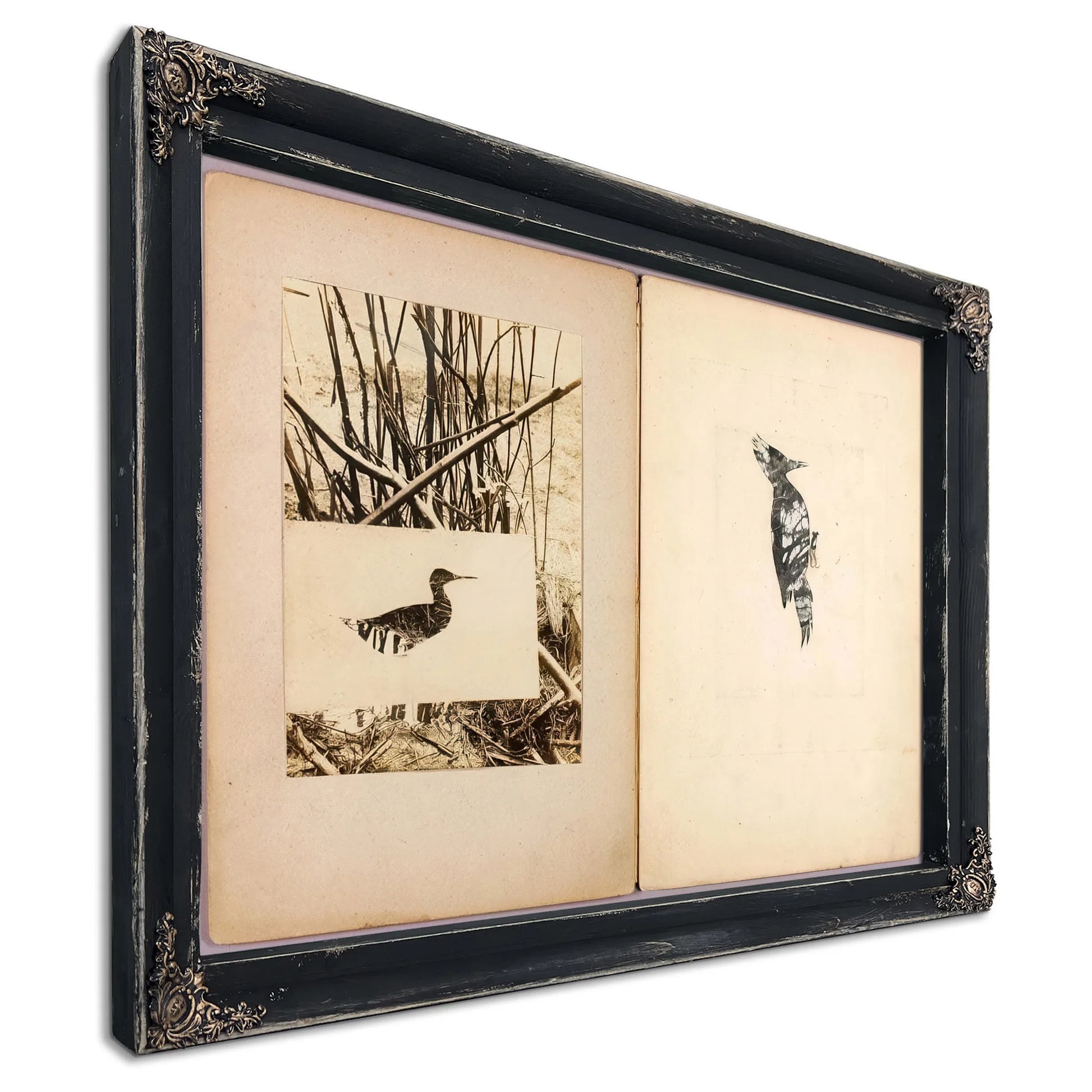 Rail And Woodpecker, Study Folder For Book Concealing Coloration In The Animal Kingdom By Abbott Handerson Thayer Fine Art Print