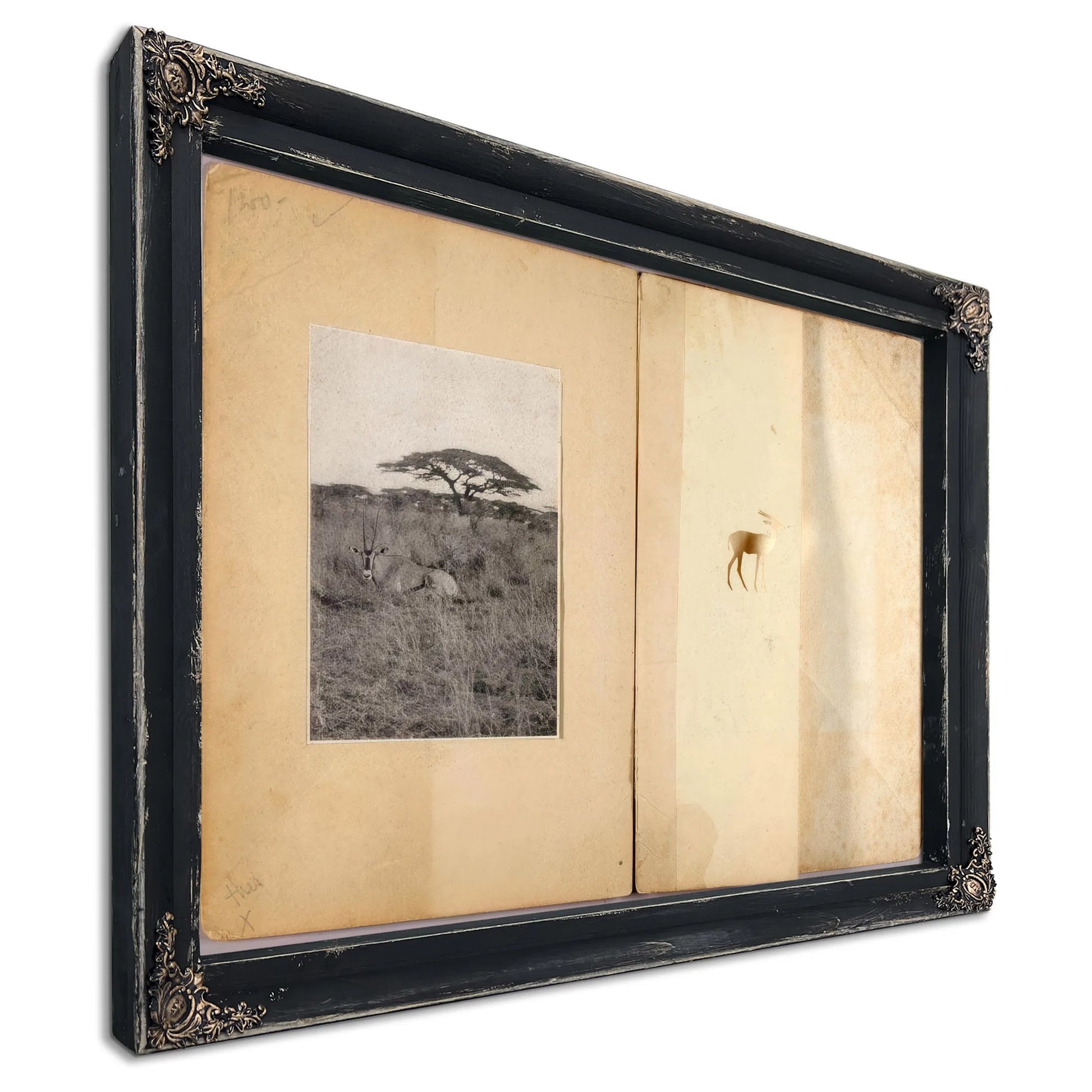 Two Antelopes, Study Folder For Book Concealing Coloration In The Animal Kingdom By Abbott Handerson Thayer Fine Art Print