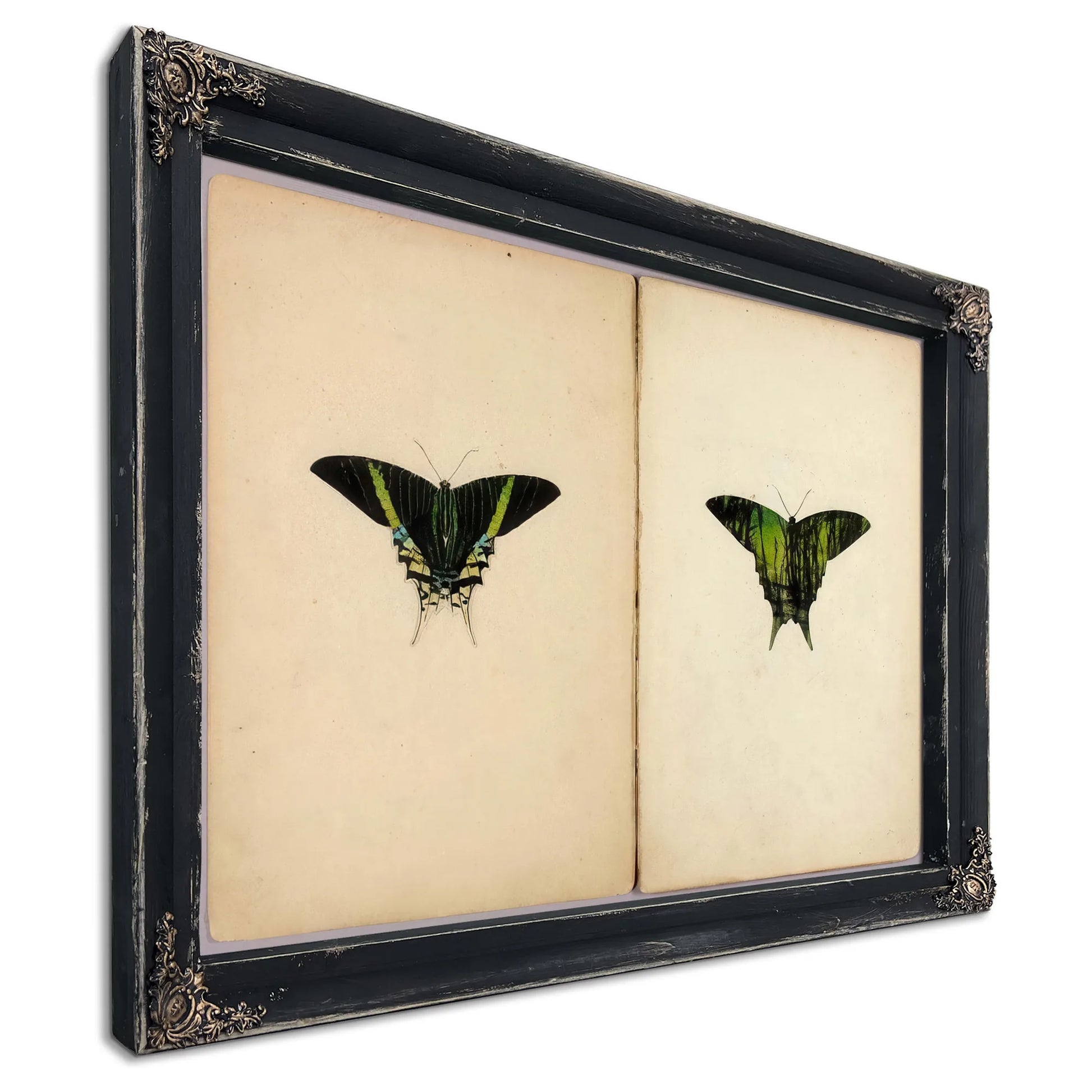 Urania Moth, Study Folder For Book Concealing Coloration In The Animal Kingdom By Abbott Handerson Thayer Fine Art Print