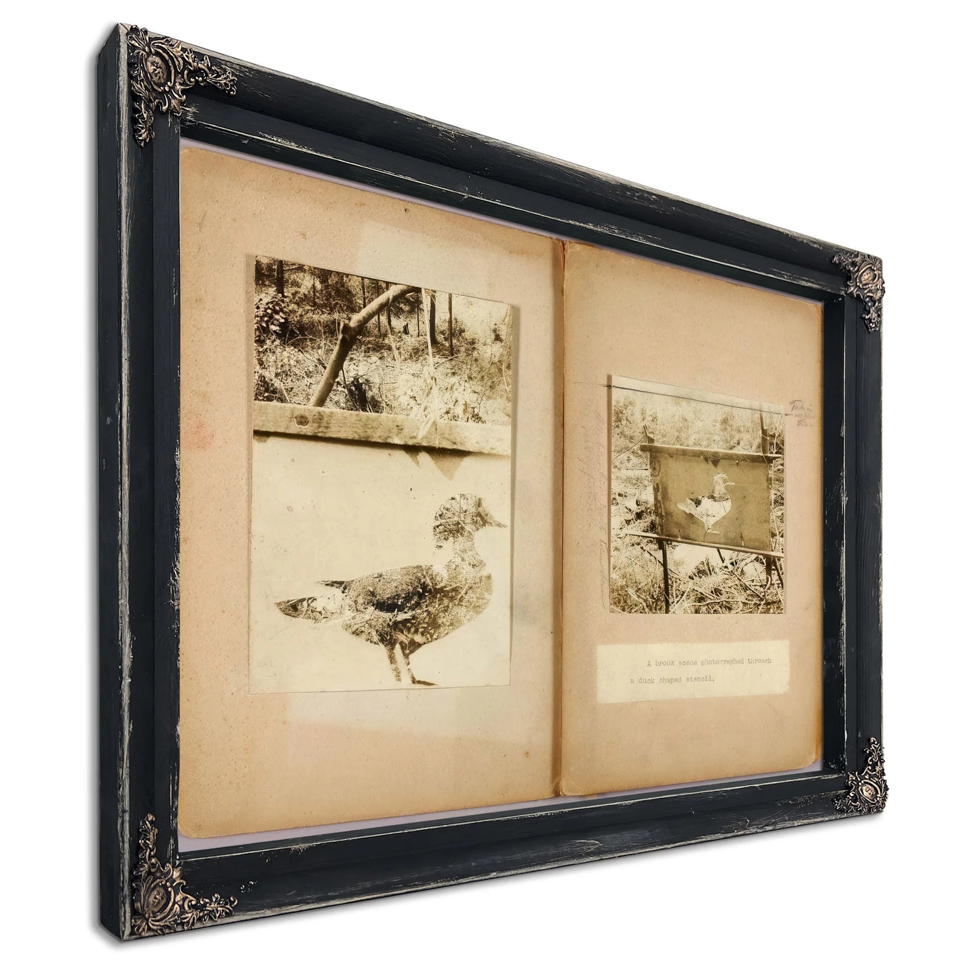 Stencil Ducks, Study Folder For Book Concealing Coloration In The Animal Kingdom By Abbott Handerson Thayer Fine Art Print