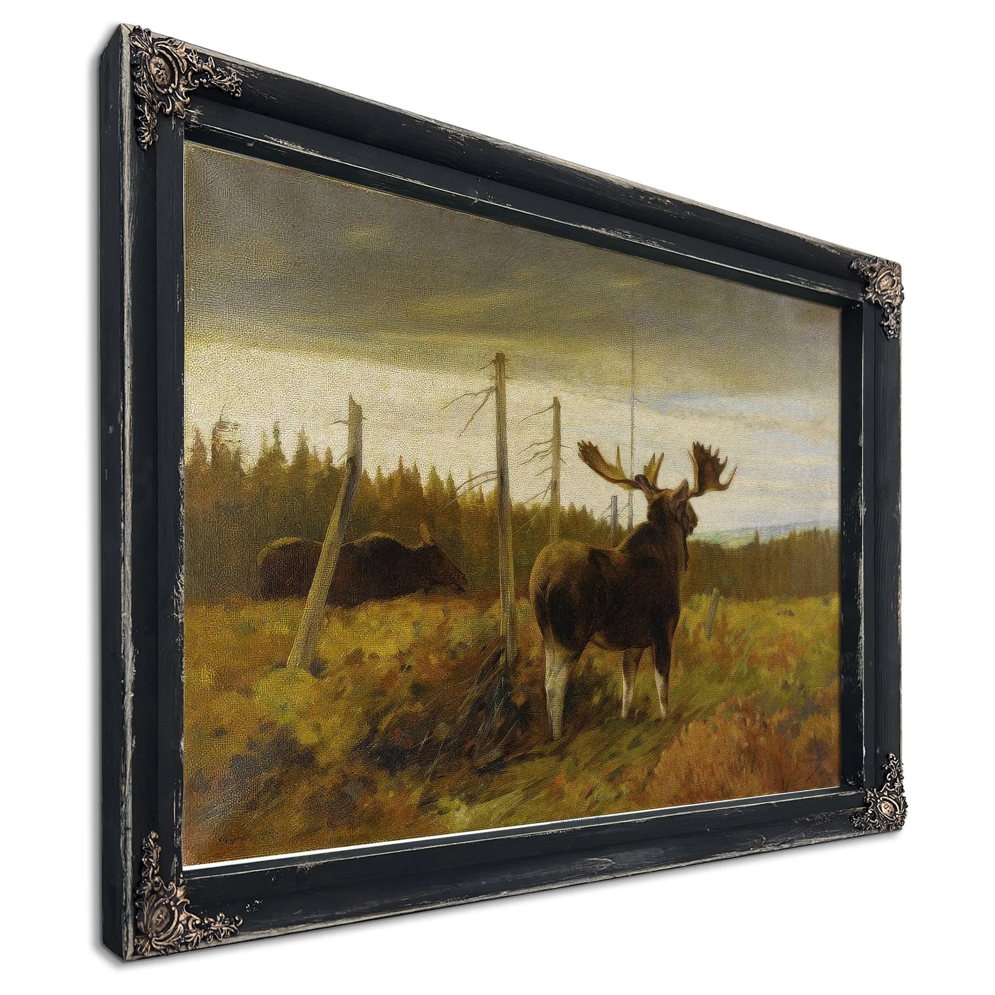 Moose In A Clearing By Carl Rungius Fine Art Print