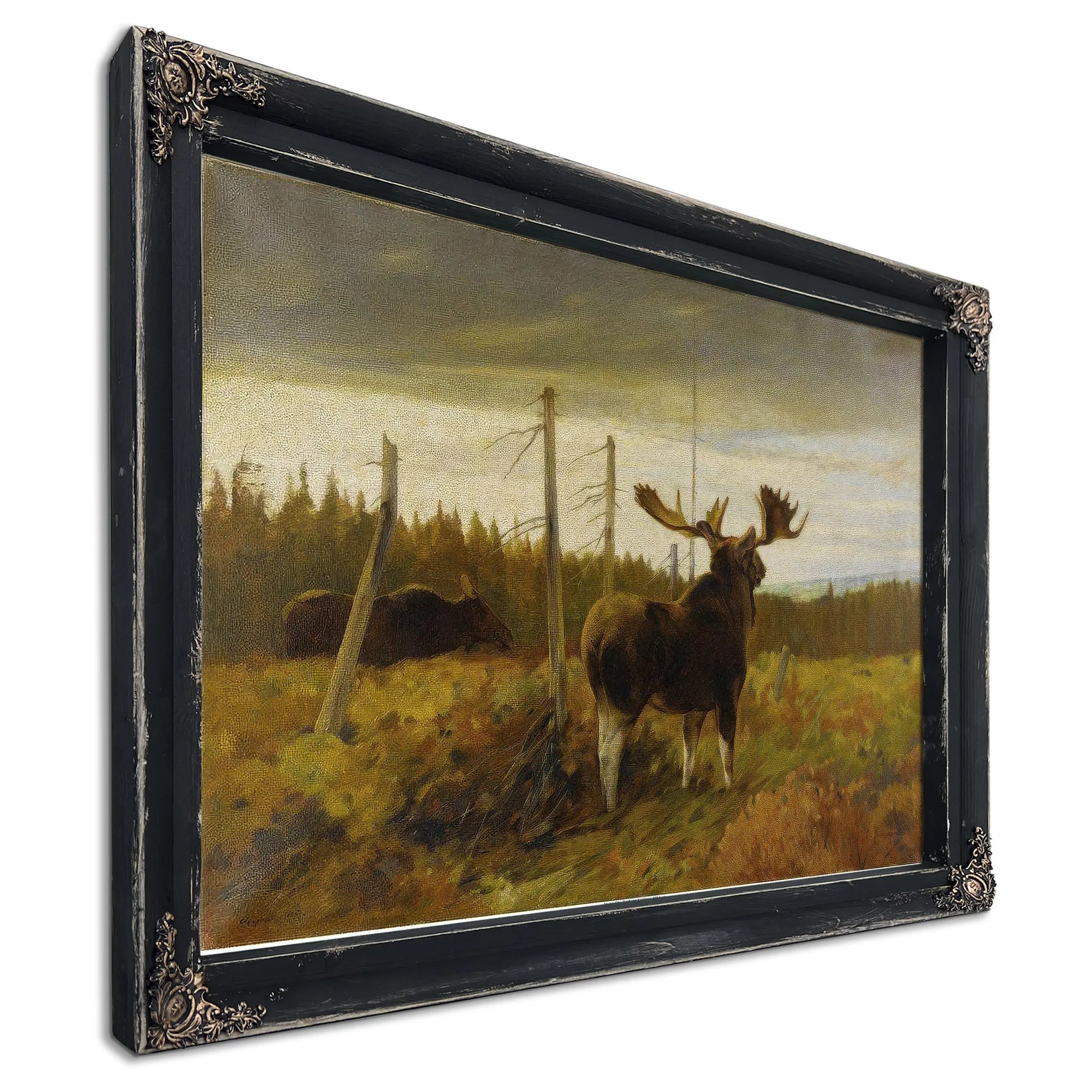 Moose In A Clearing By Carl Rungius Fine Art Print