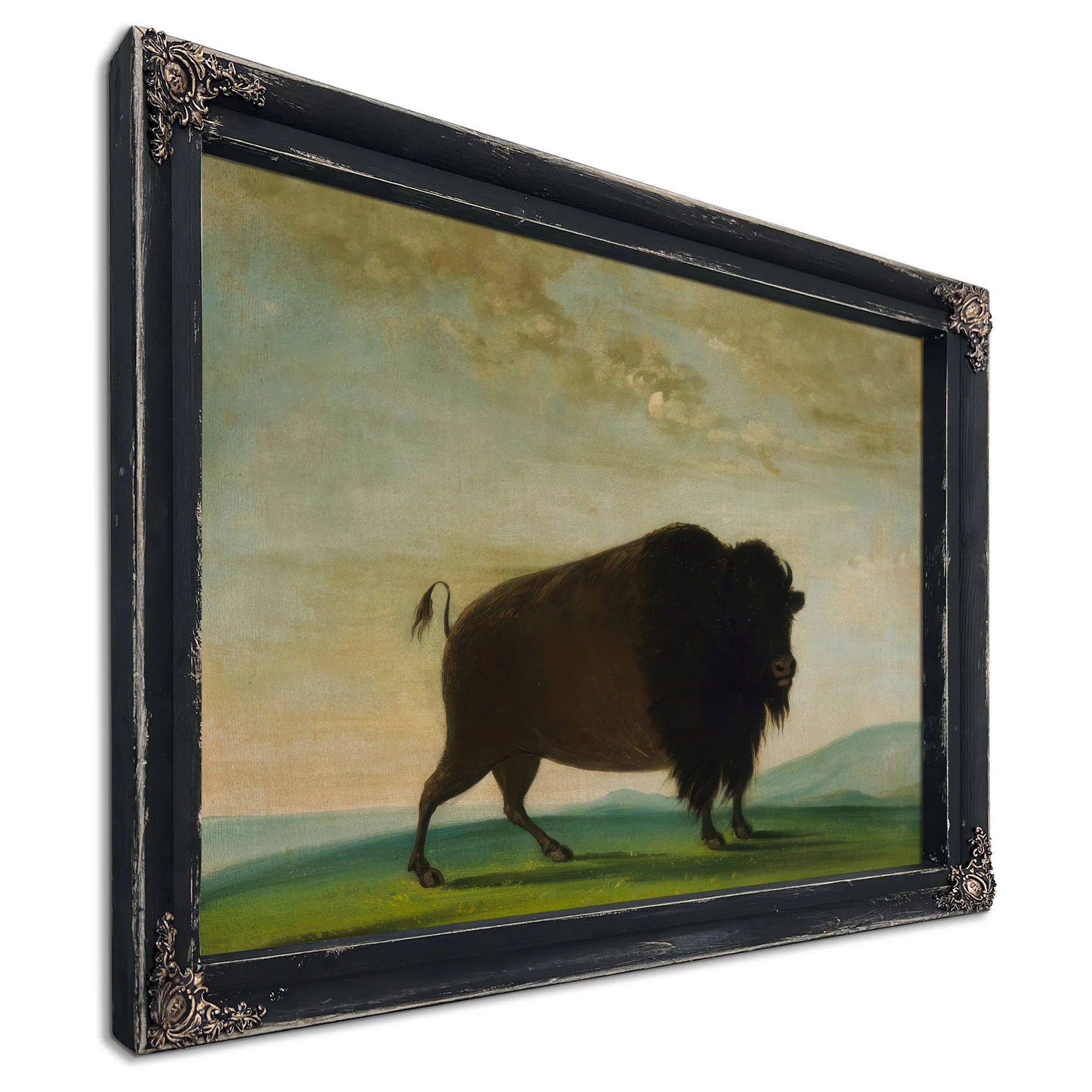 Buffalo Cow, Grazing On The Prairie By George Catlin Fine Art Print