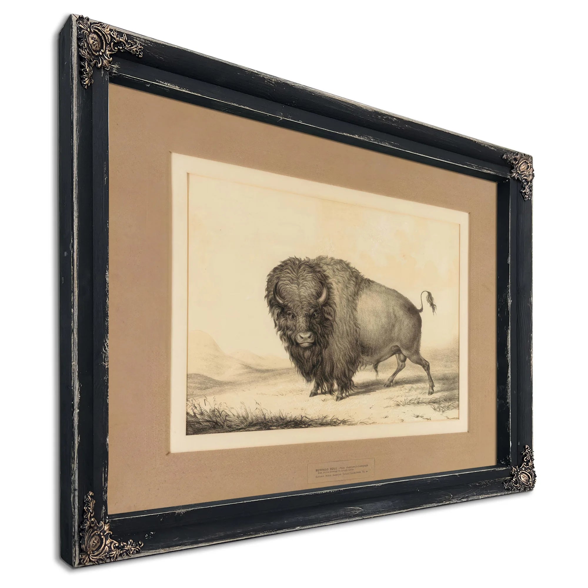 Buffalo Bull No. 2 By George Catlin Fine Art Print