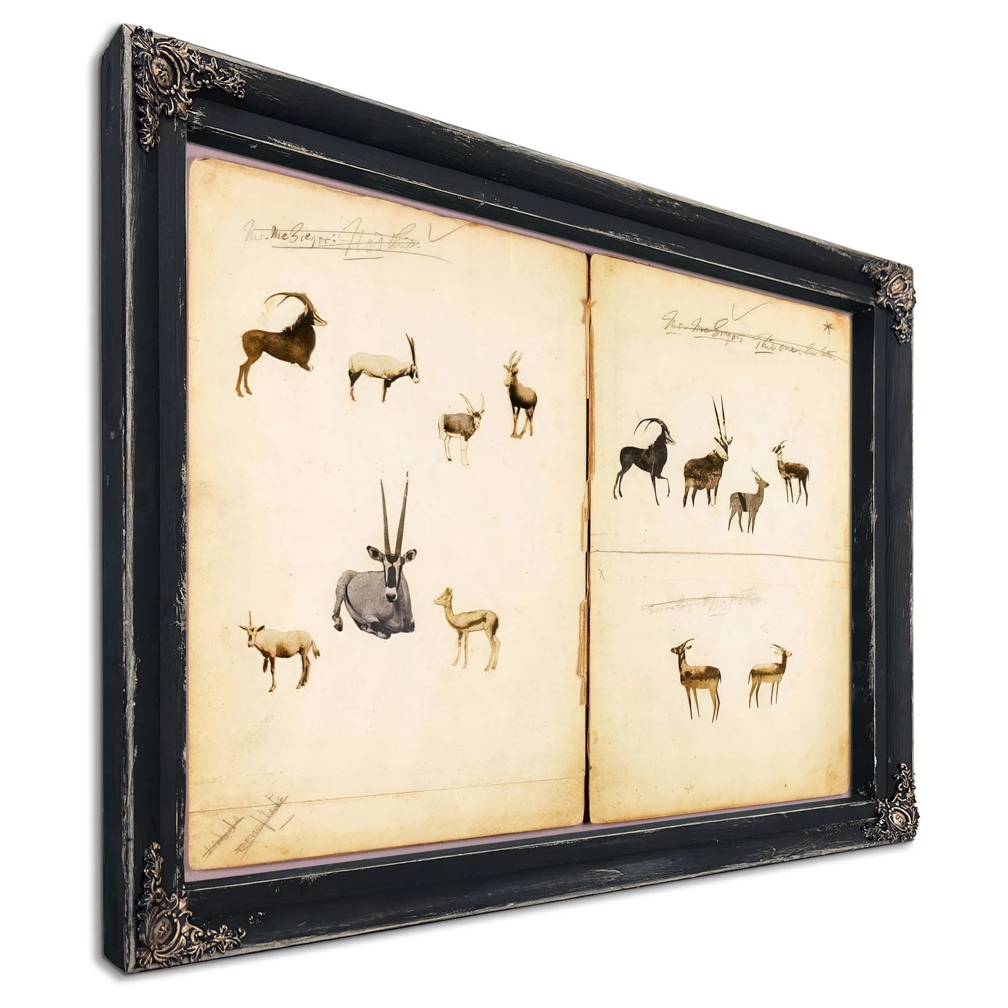 Antelopes, Study Folder For Book Concealing Coloration In The Animal Kingdom By Abbott Handerson Thayer Fine Art Print