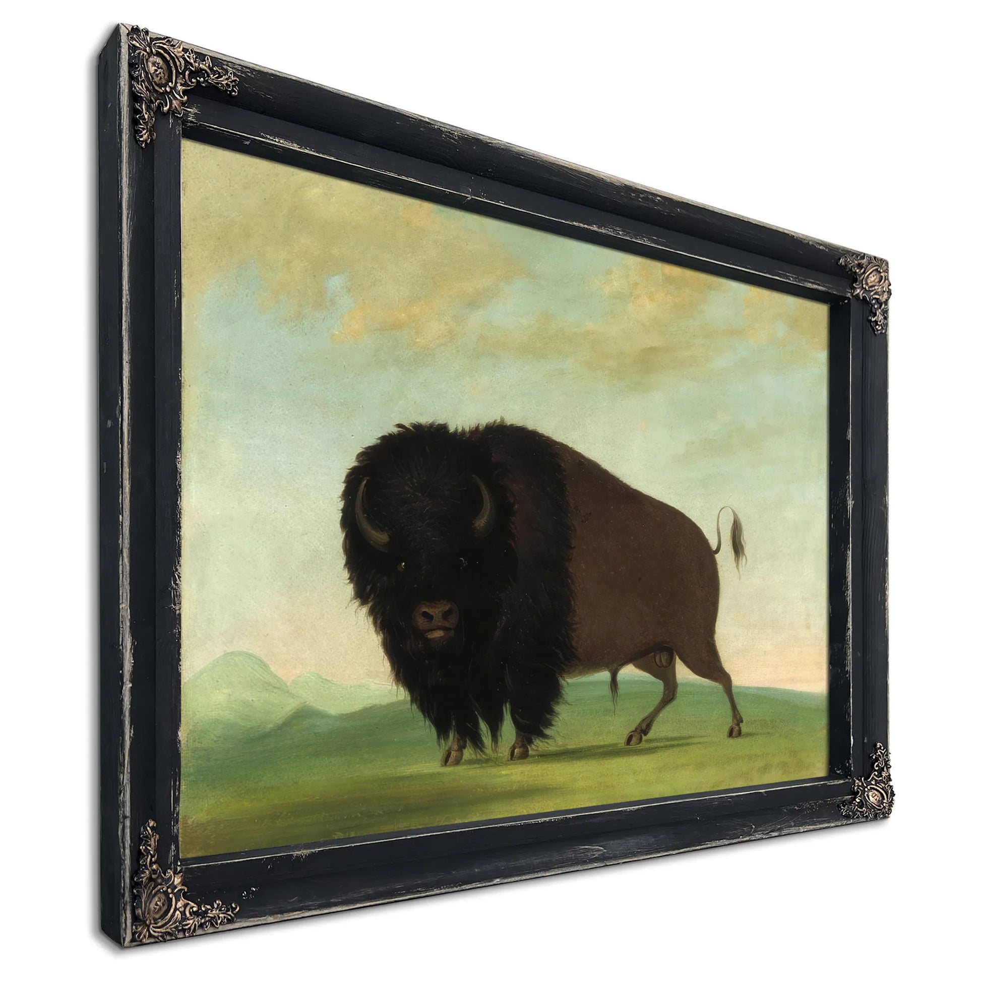 Buffalo Bull, Grazing On The Prairie By George Catlin Fine Art Print