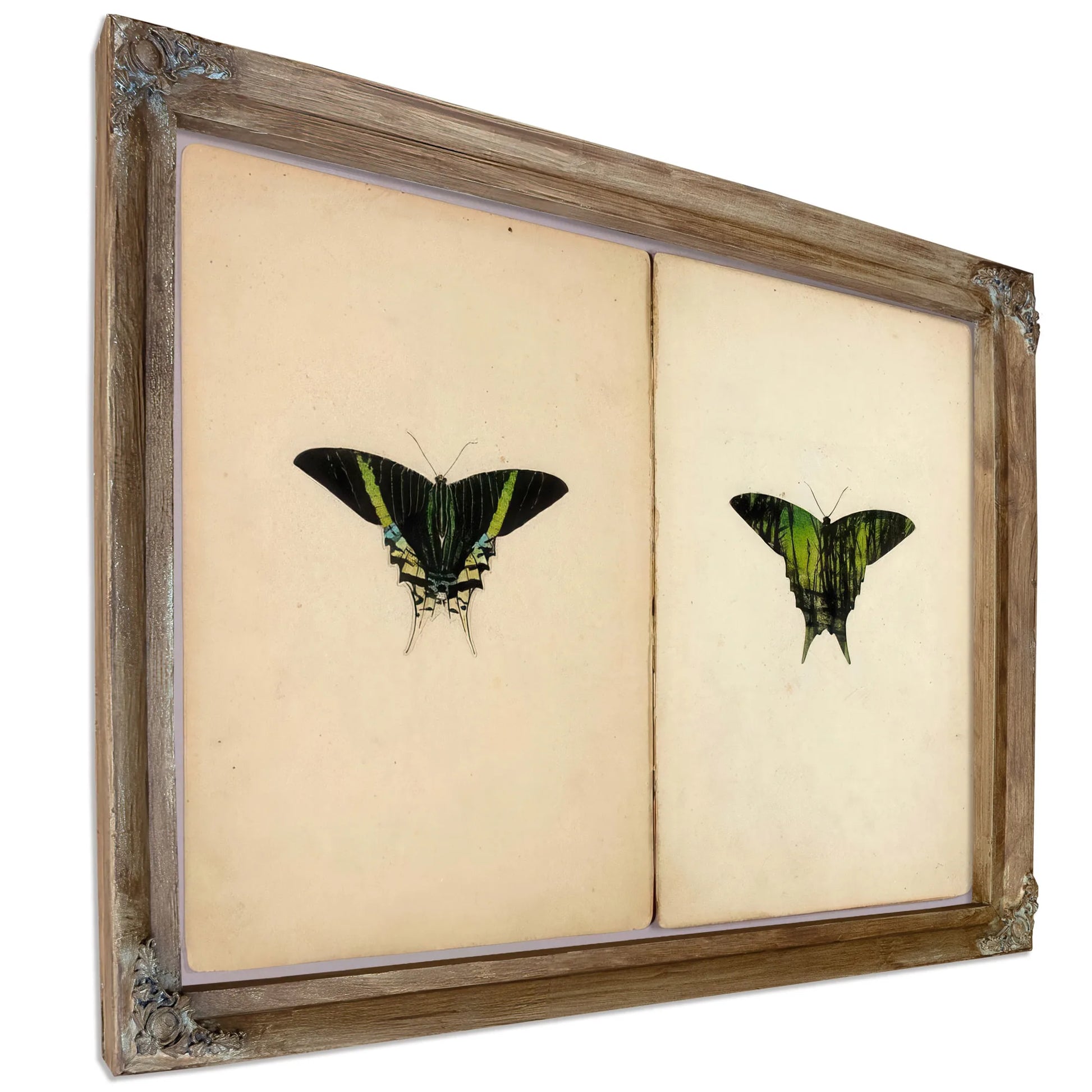 Urania Moth, Study Folder For Book Concealing Coloration In The Animal Kingdom By Abbott Handerson Thayer Fine Art Print