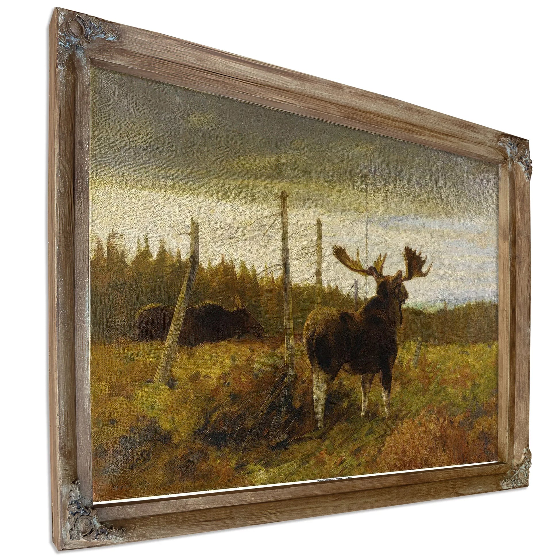 Moose In A Clearing By Carl Rungius Fine Art Print