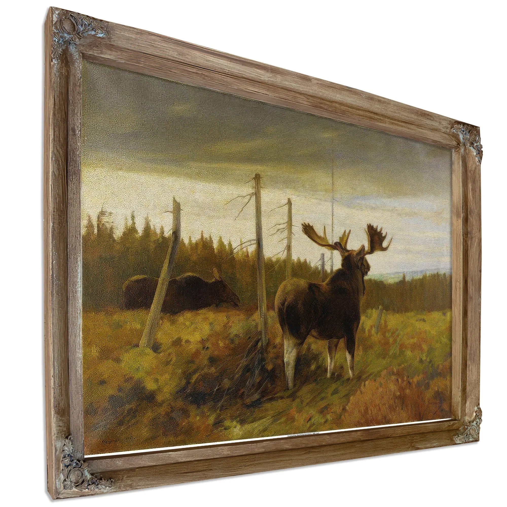 Moose In A Clearing By Carl Rungius Fine Art Print