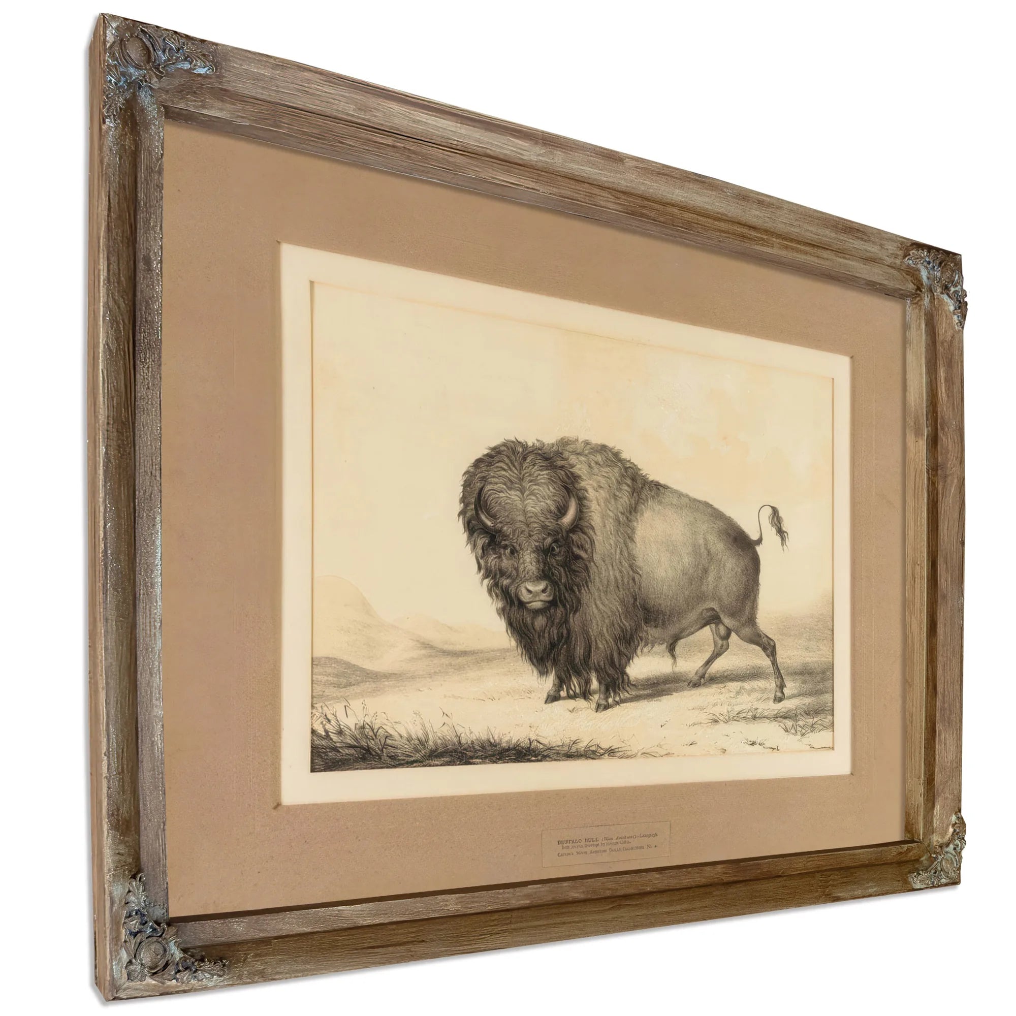 Buffalo Bull No. 2 By George Catlin Fine Art Print