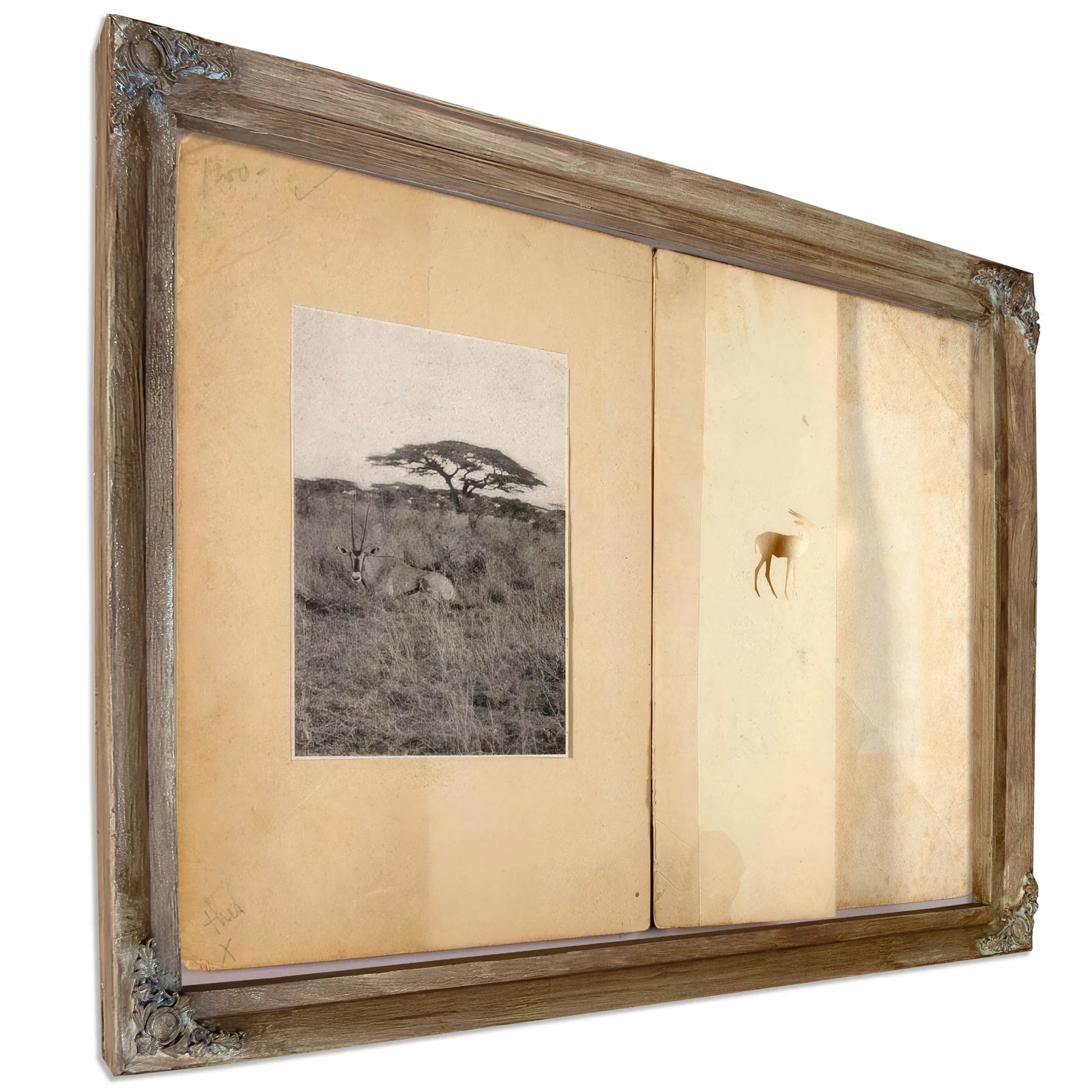 Two Antelopes, Study Folder For Book Concealing Coloration In The Animal Kingdom By Abbott Handerson Thayer Fine Art Print