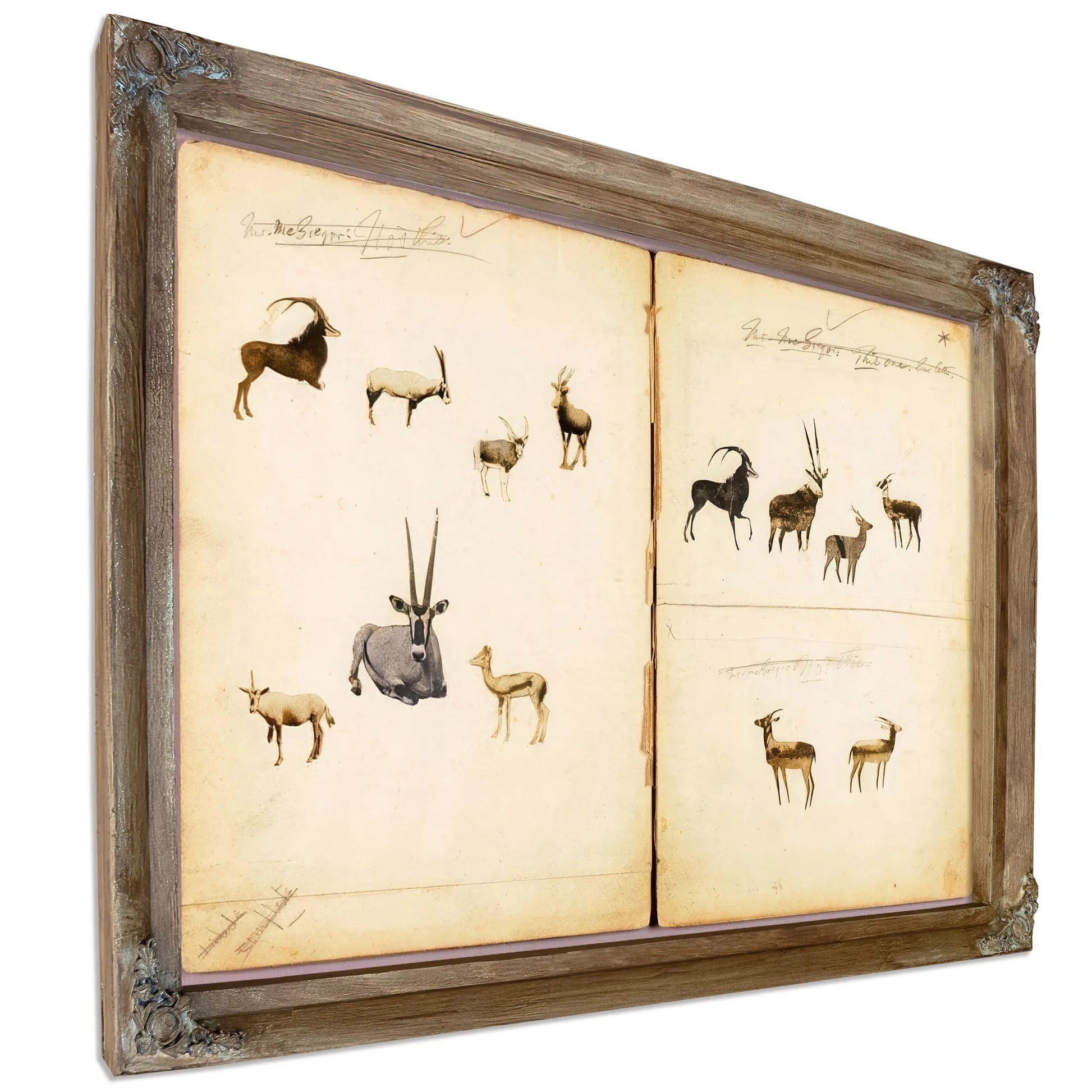 Antelopes, Study Folder For Book Concealing Coloration In The Animal Kingdom By Abbott Handerson Thayer Fine Art Print