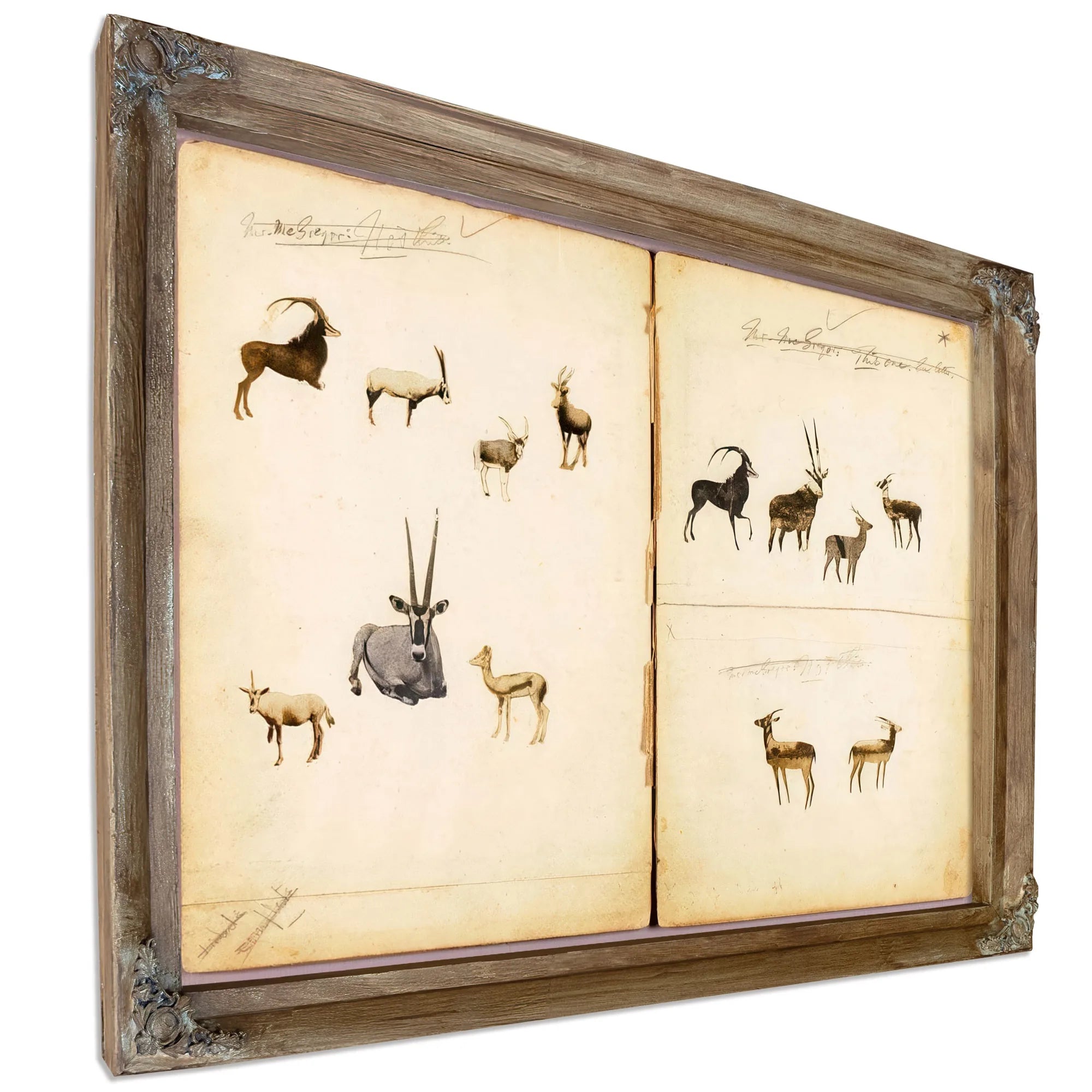 Antelopes, Study Folder For Book Concealing Coloration In The Animal Kingdom By Abbott Handerson Thayer Fine Art Print