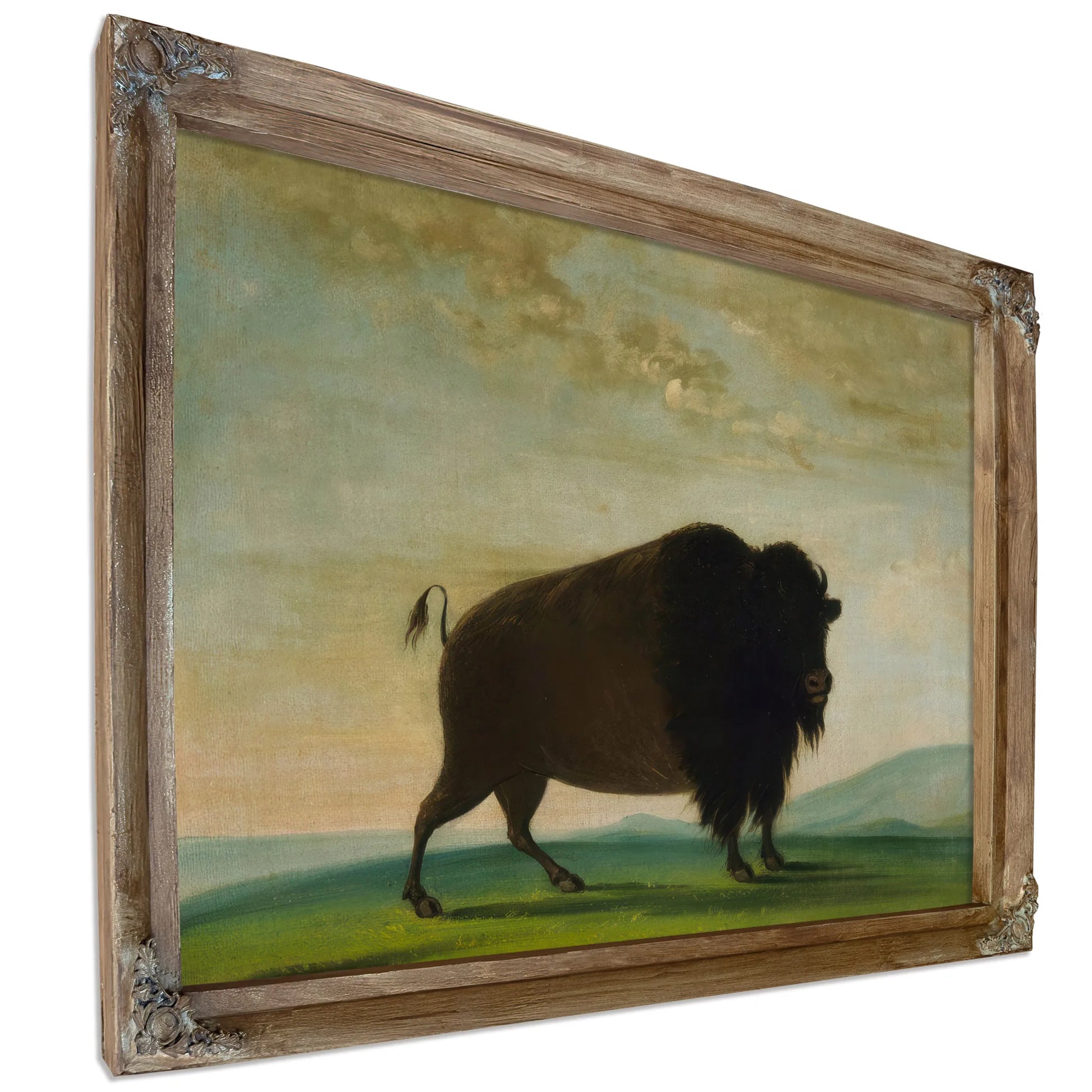 Buffalo Cow, Grazing On The Prairie By George Catlin Fine Art Print