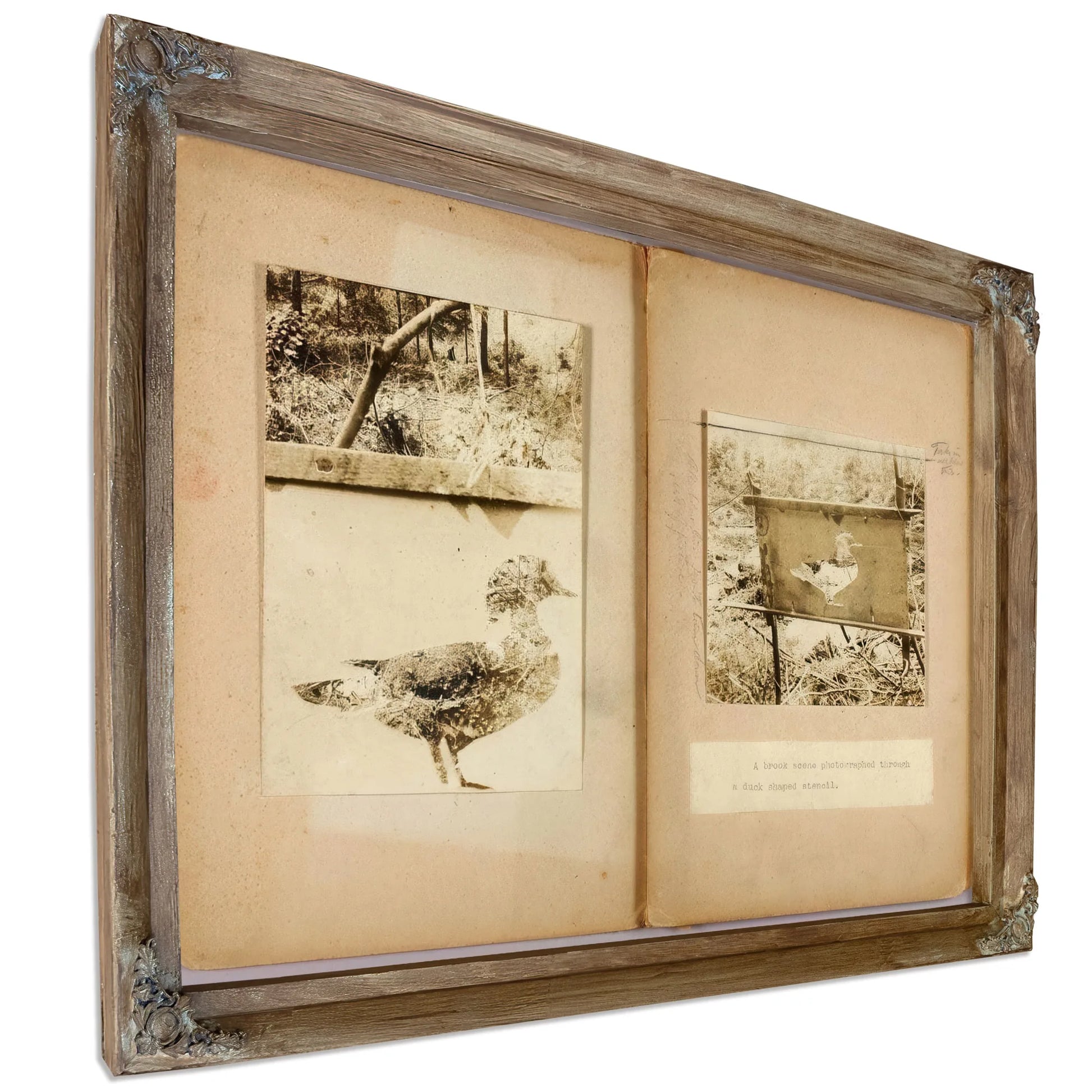 Stencil Ducks, Study Folder For Book Concealing Coloration In The Animal Kingdom By Abbott Handerson Thayer Fine Art Print