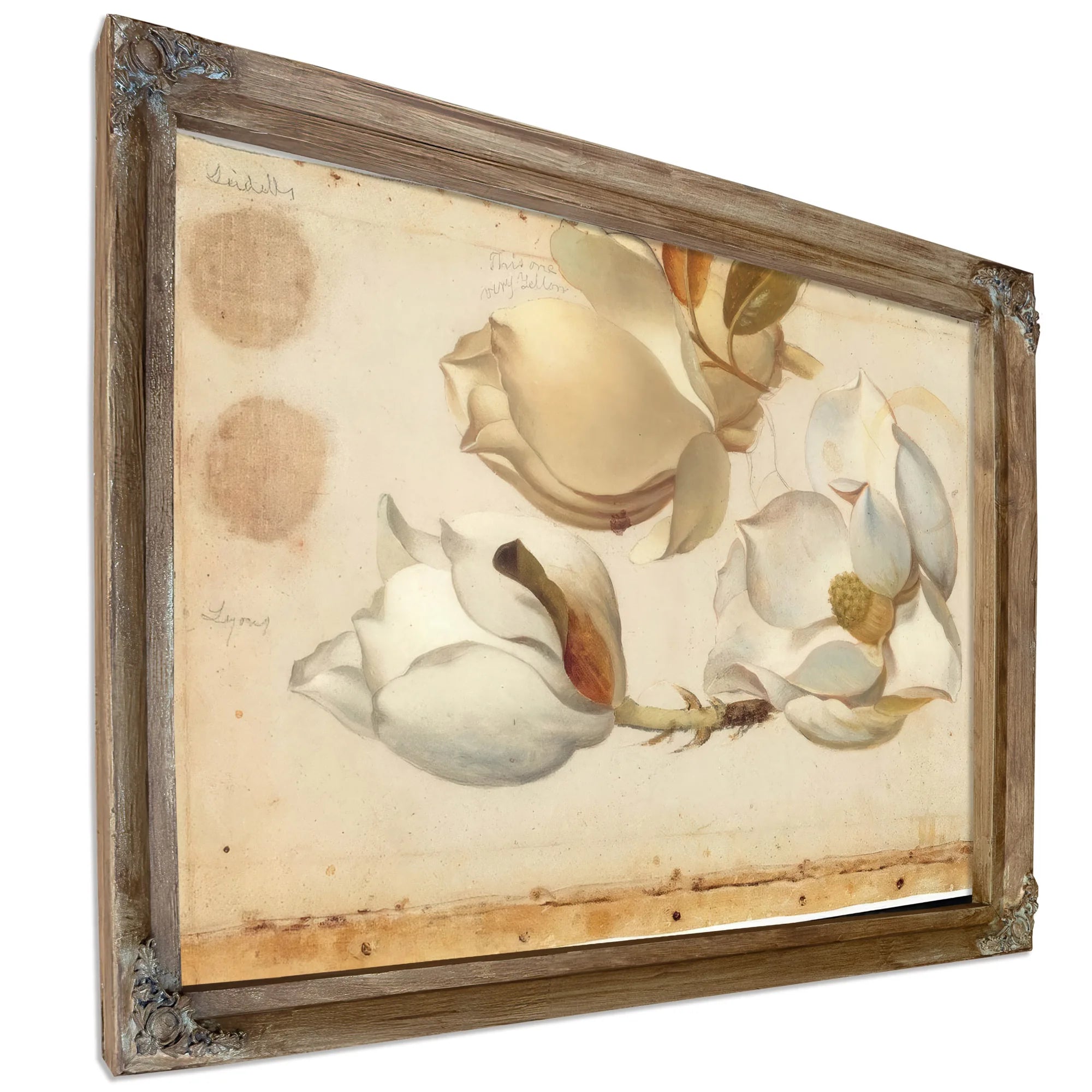 Study Of Three Blossoms Of Magnolia By Martin Johnson Heade Fine Art Print