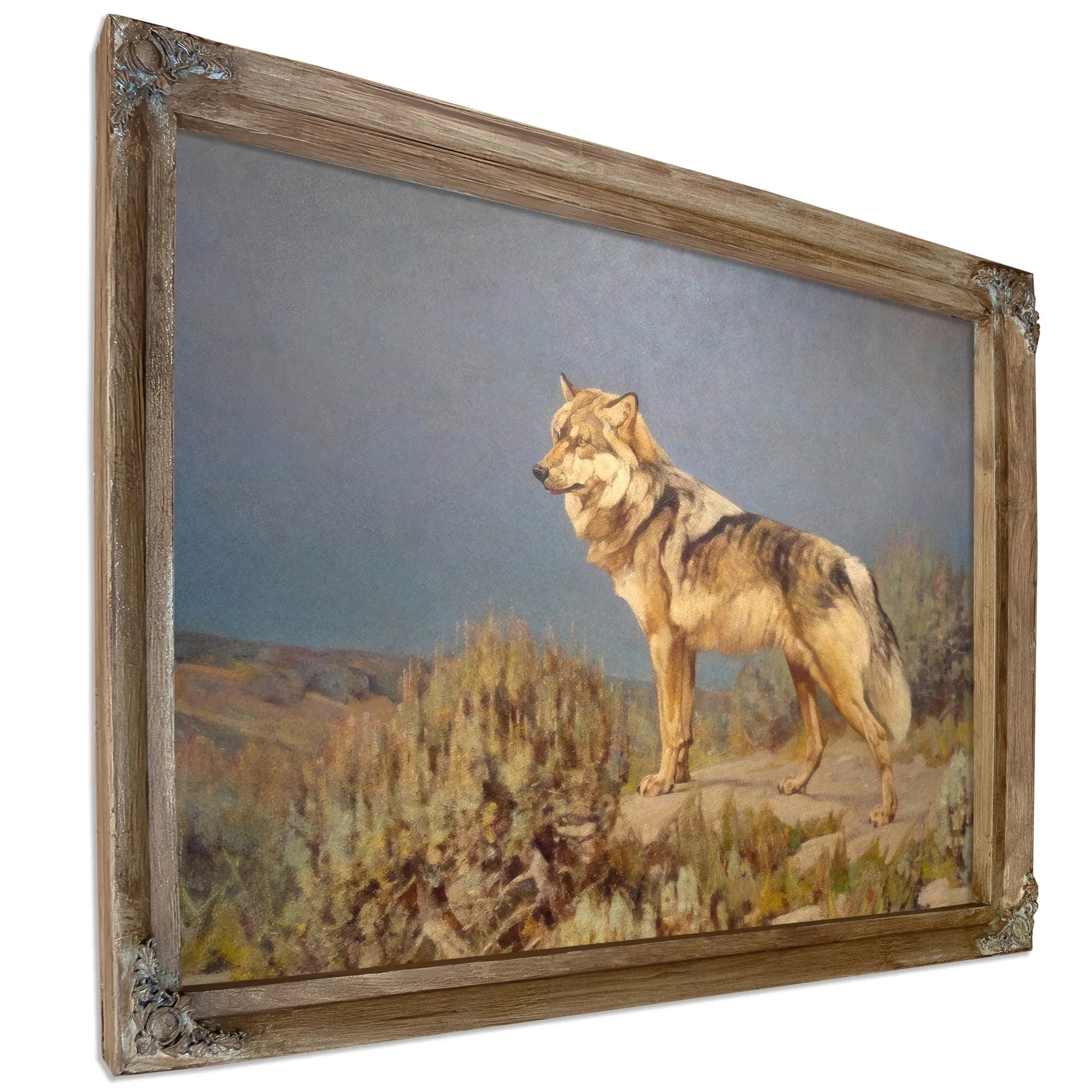Grey Wolf Standing On A Bluff By Carl Rungius Fine Art Print