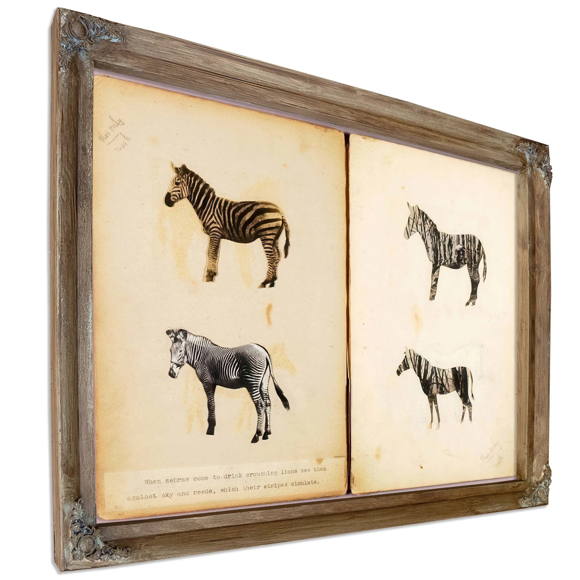 Zebras, Study Folder For Book Concealing Coloration In The Animal Kingdom By Abbott Handerson Thayer Fine Art Print