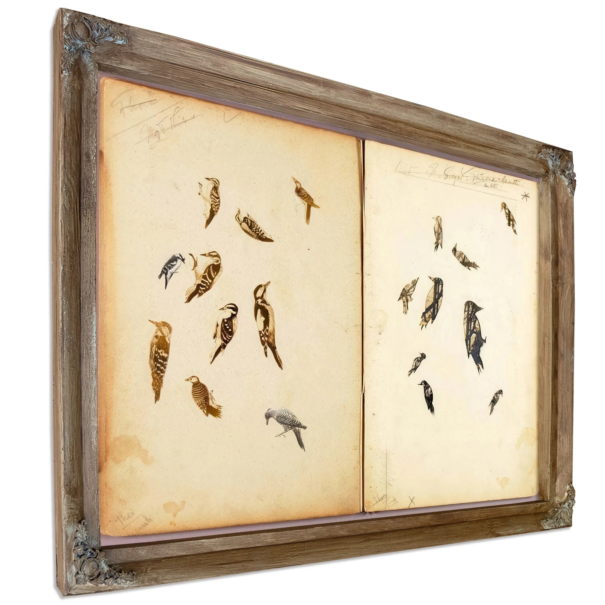 Woodpecker, Study Folder For Book Concealing Coloration In The Animal Kingdom By Abbott Handerson Thayer Fine Art Print