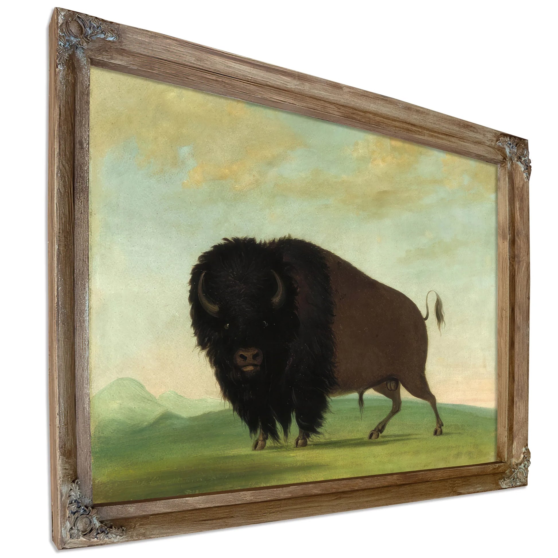 Buffalo Bull, Grazing On The Prairie By George Catlin Fine Art Print