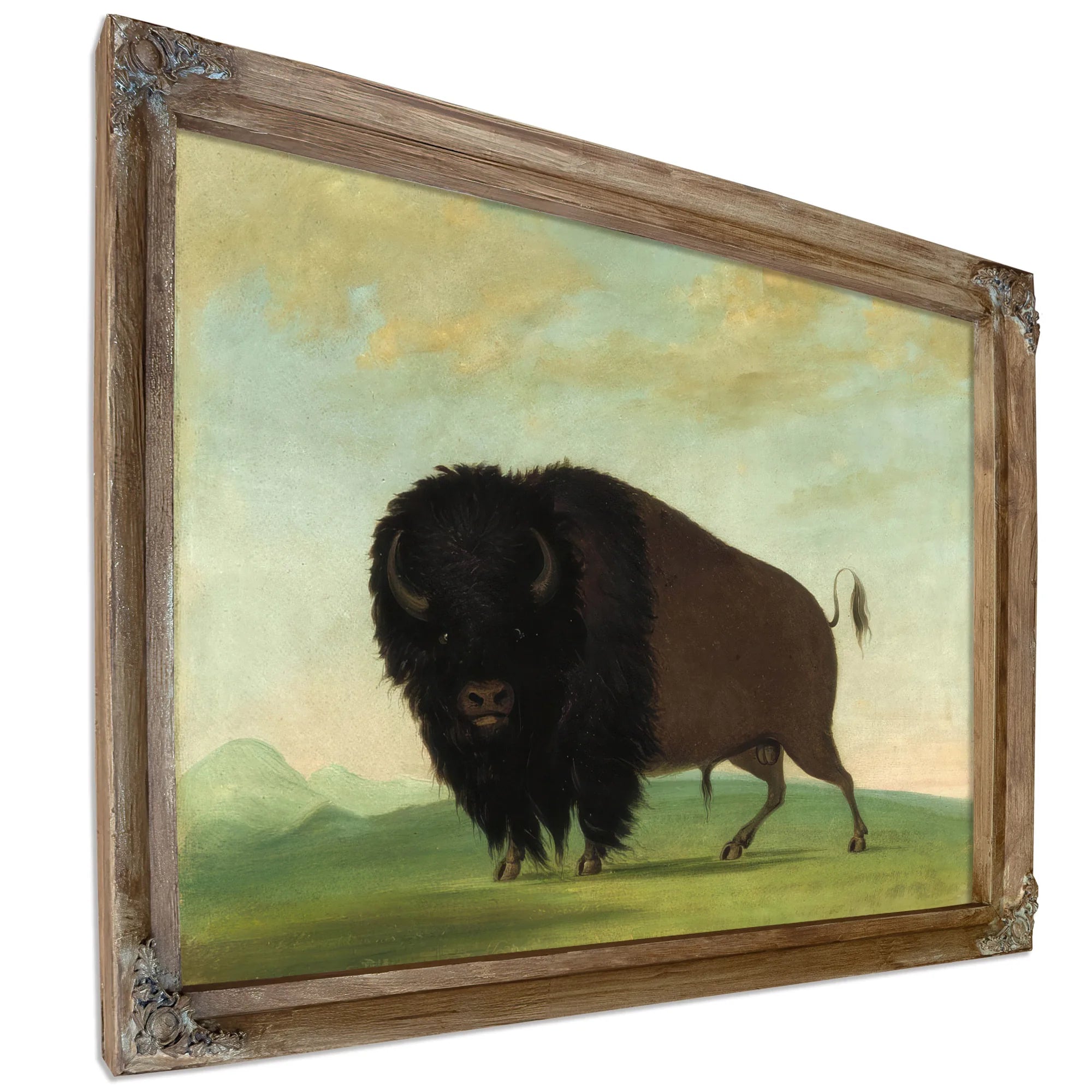 Buffalo Bull, Grazing On The Prairie By George Catlin Fine Art Print