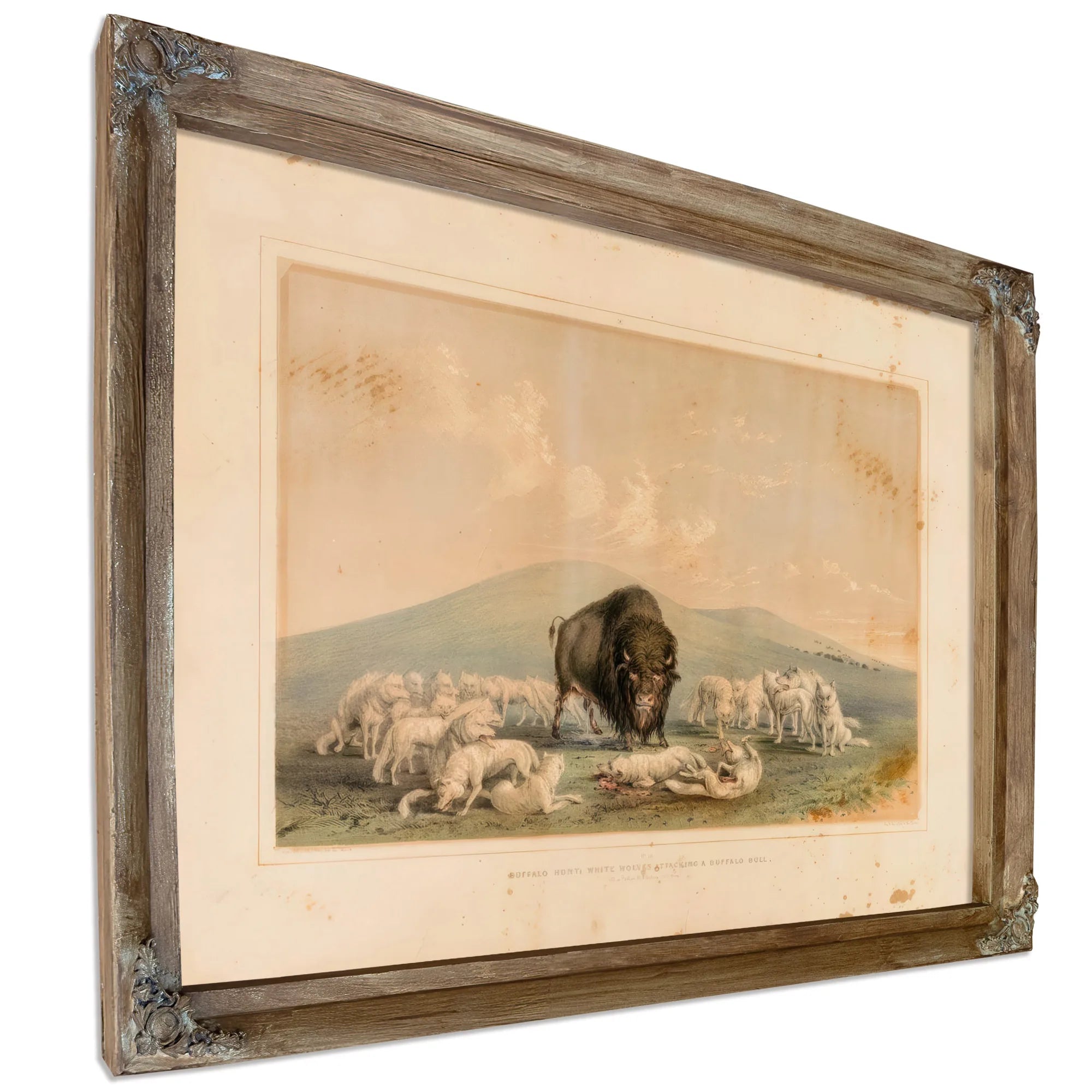 Buffalo Hunt, White Wolves Attacking A Buffalo Bull No. 10 By George Catlin Fine Art Print