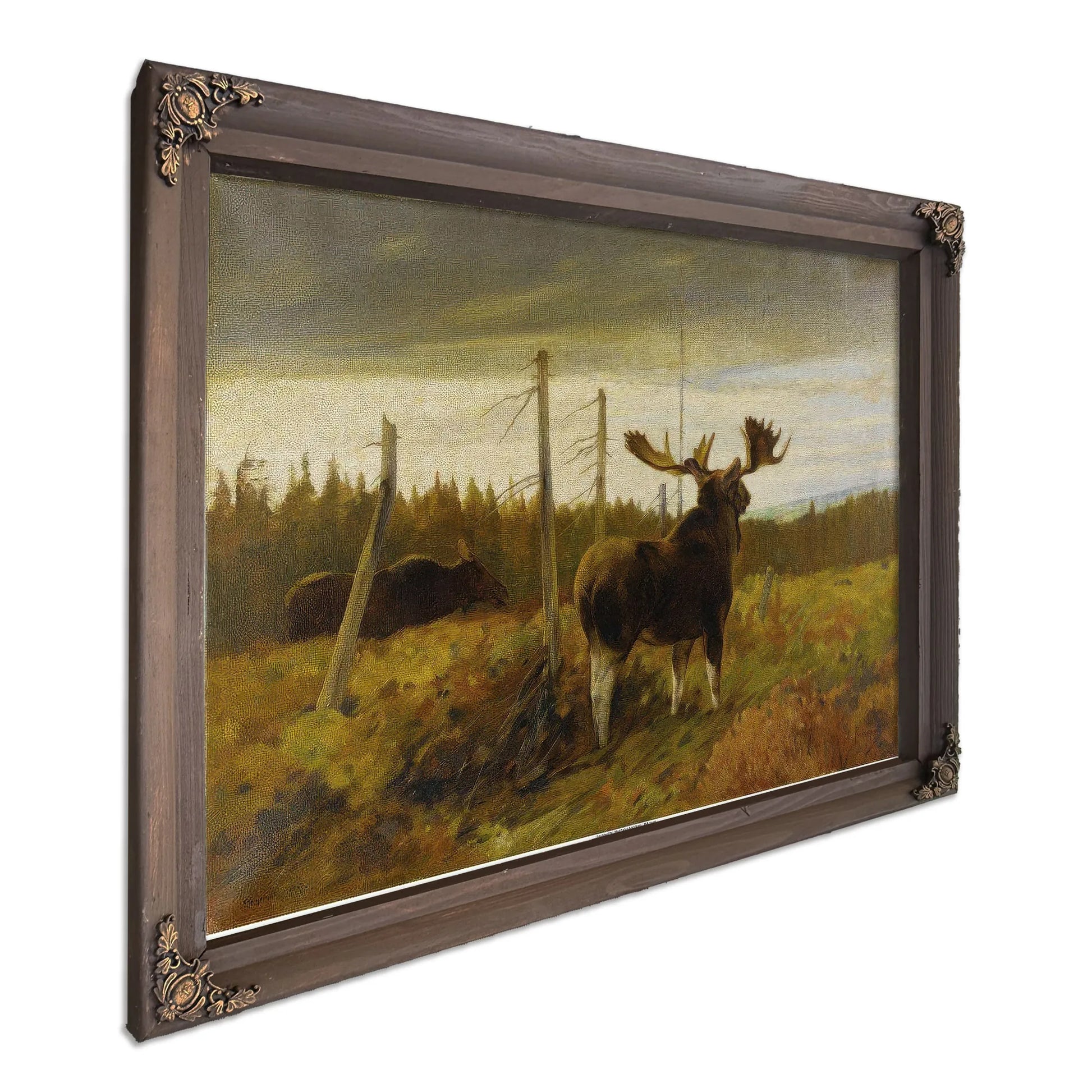 Moose In A Clearing By Carl Rungius Fine Art Print