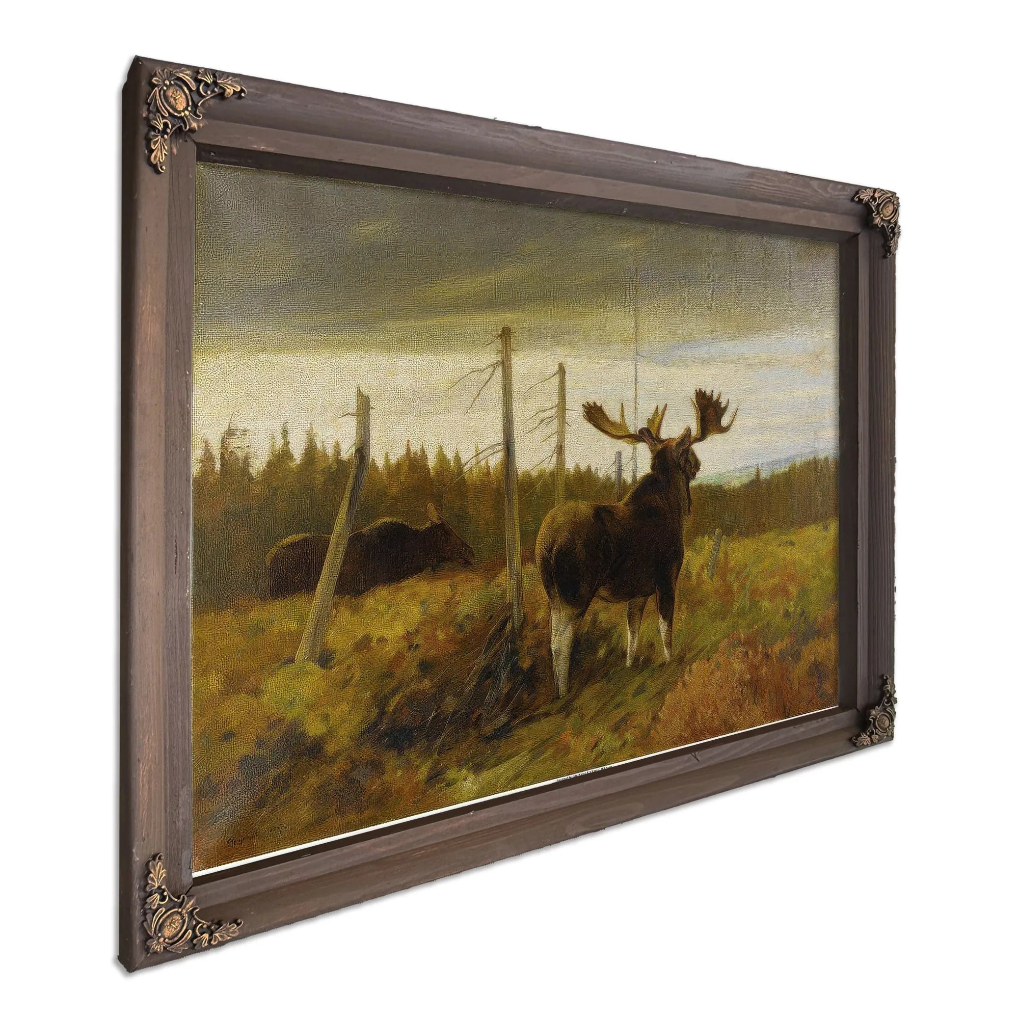 Moose In A Clearing By Carl Rungius Fine Art Print