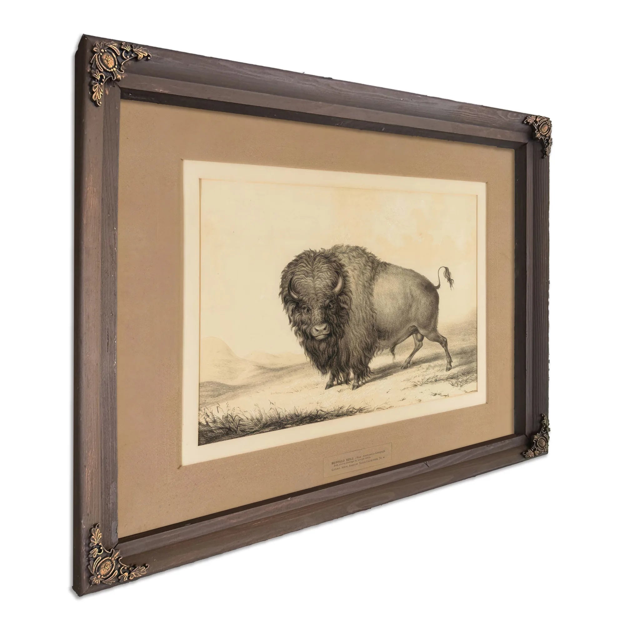 Buffalo Bull No. 2 By George Catlin Fine Art Print
