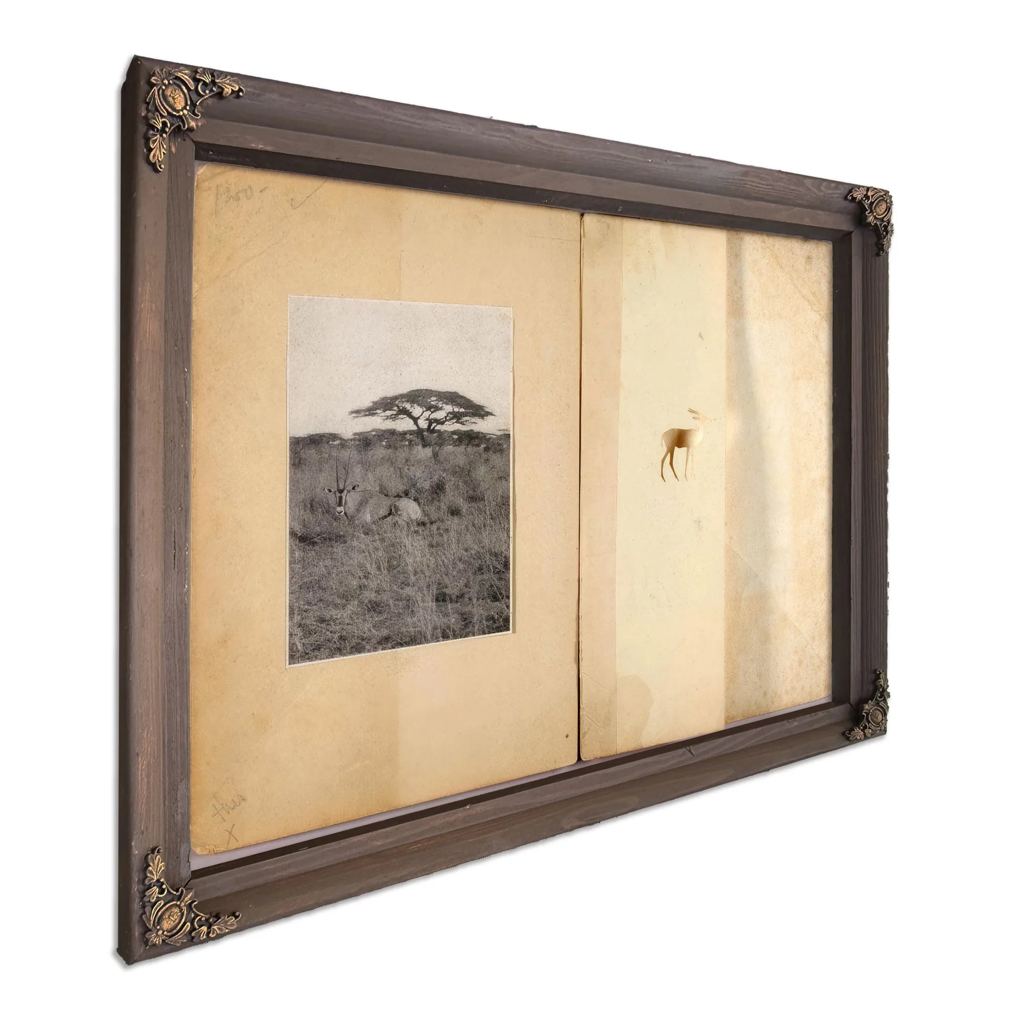Two Antelopes, Study Folder For Book Concealing Coloration In The Animal Kingdom By Abbott Handerson Thayer Fine Art Print