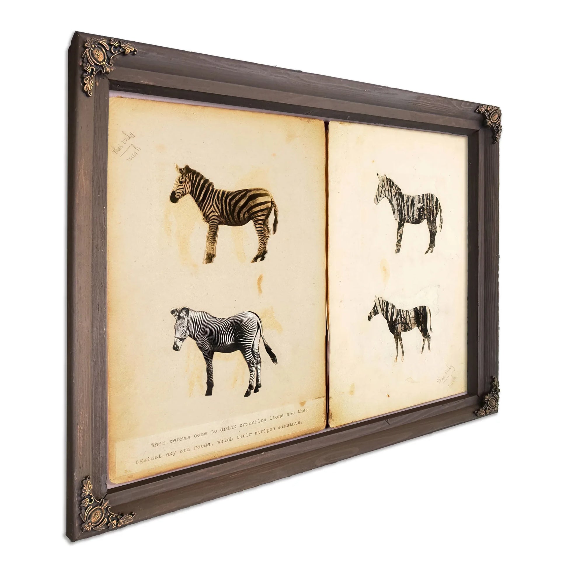 Zebras, Study Folder For Book Concealing Coloration In The Animal Kingdom By Abbott Handerson Thayer Fine Art Print