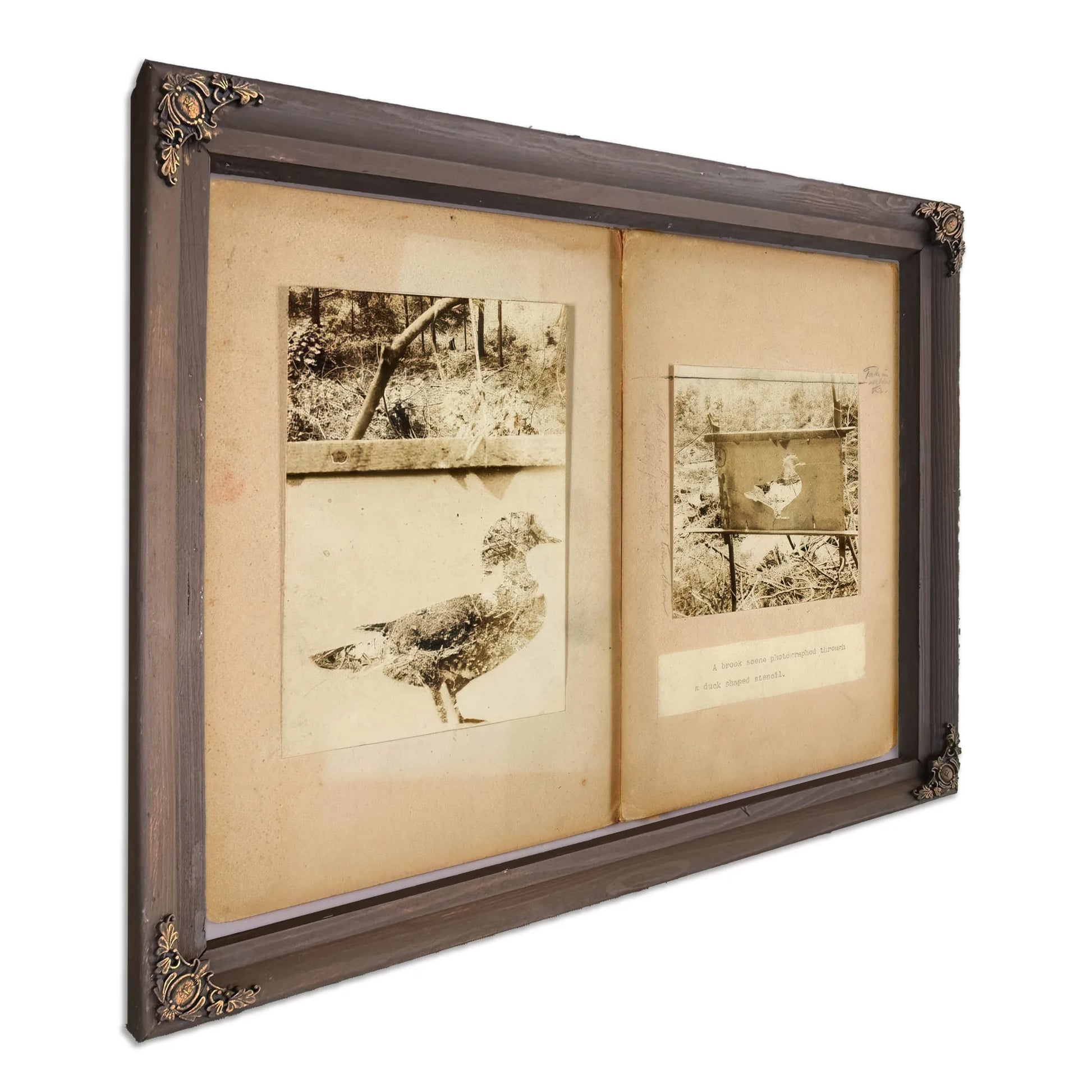 Stencil Ducks, Study Folder For Book Concealing Coloration In The Animal Kingdom By Abbott Handerson Thayer Fine Art Print