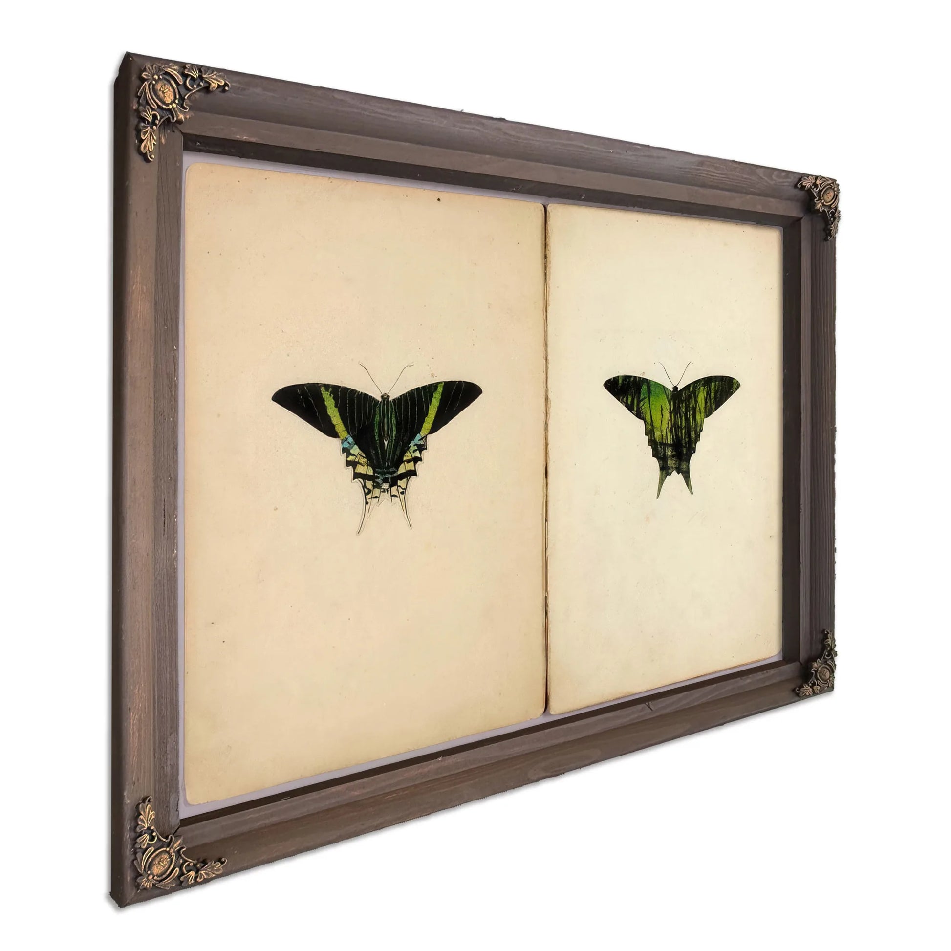 Urania Moth, Study Folder For Book Concealing Coloration In The Animal Kingdom By Abbott Handerson Thayer Fine Art Print