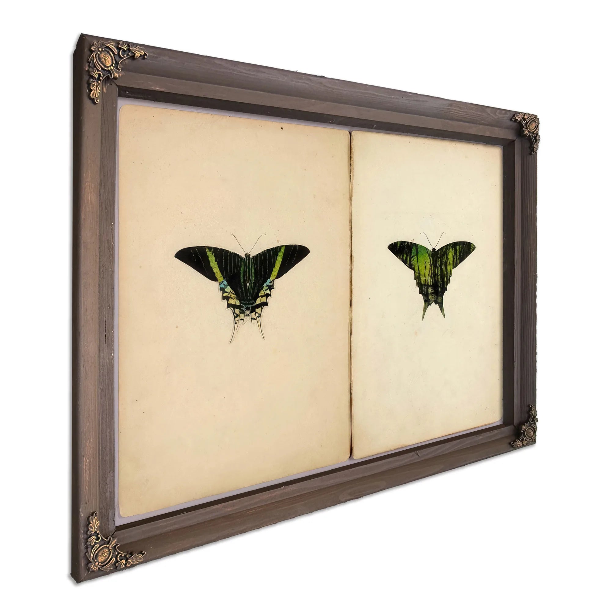 Urania Moth, Study Folder For Book Concealing Coloration In The Animal Kingdom By Abbott Handerson Thayer Fine Art Print