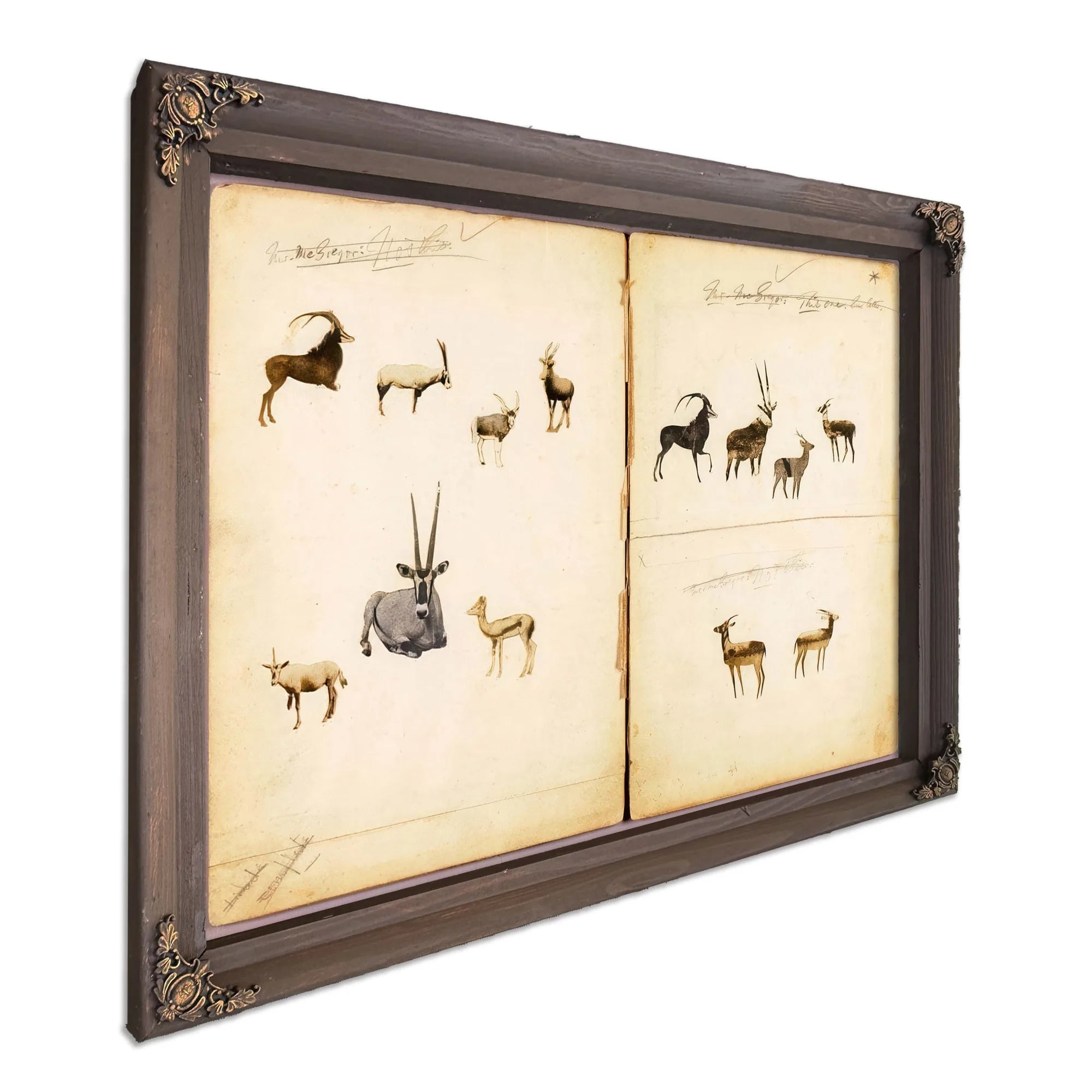 Antelopes, Study Folder For Book Concealing Coloration In The Animal Kingdom By Abbott Handerson Thayer Fine Art Print