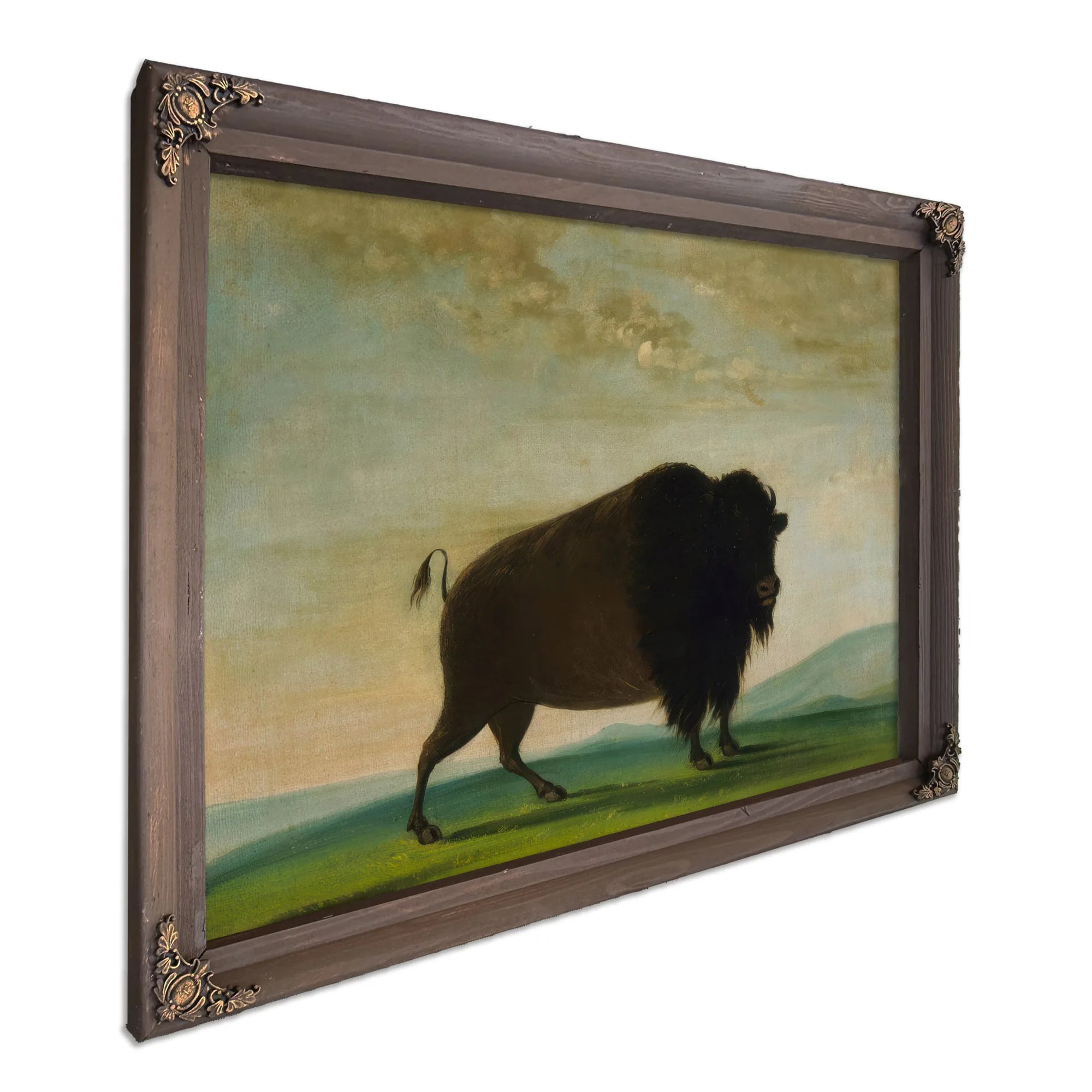 Buffalo Cow, Grazing On The Prairie By George Catlin Fine Art Print
