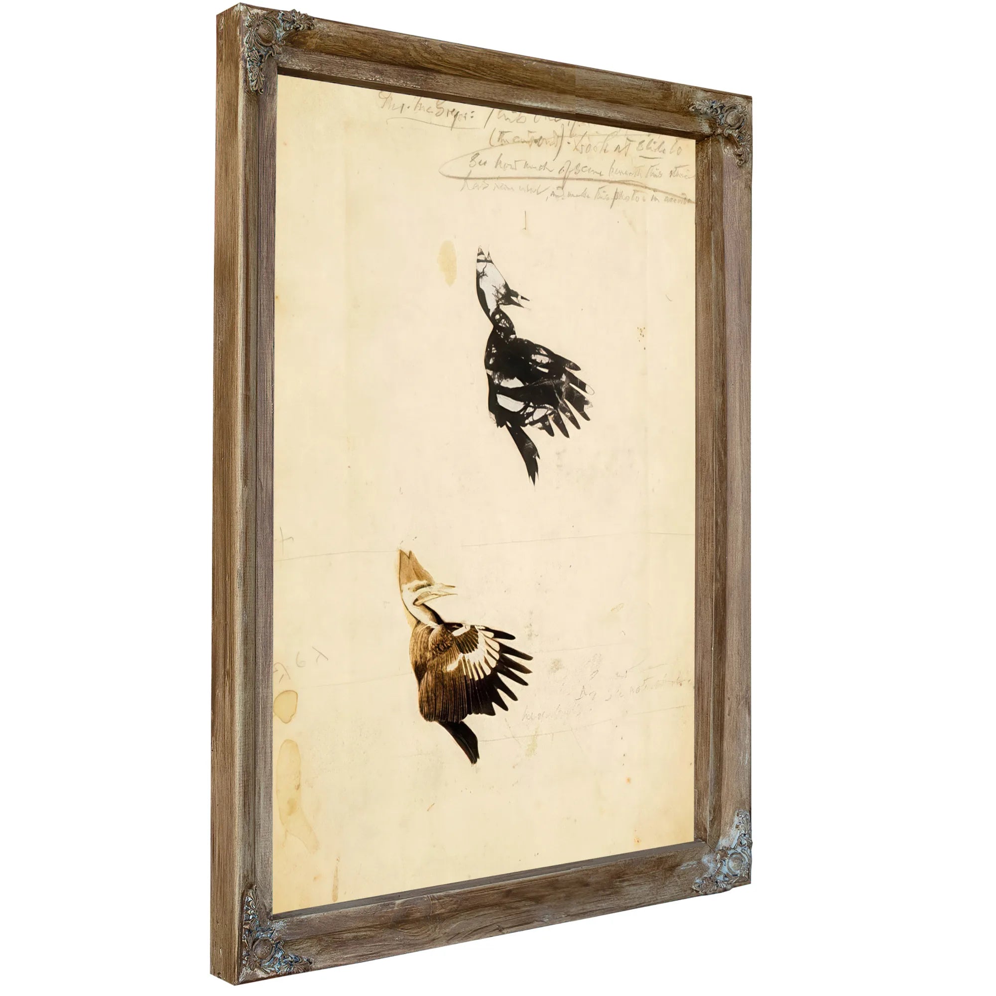 2 Rush Stencils, Study Folder For Book Concealing Coloration In The Animal Kingdom By Abbott Handerson Thayer Fine Art Print