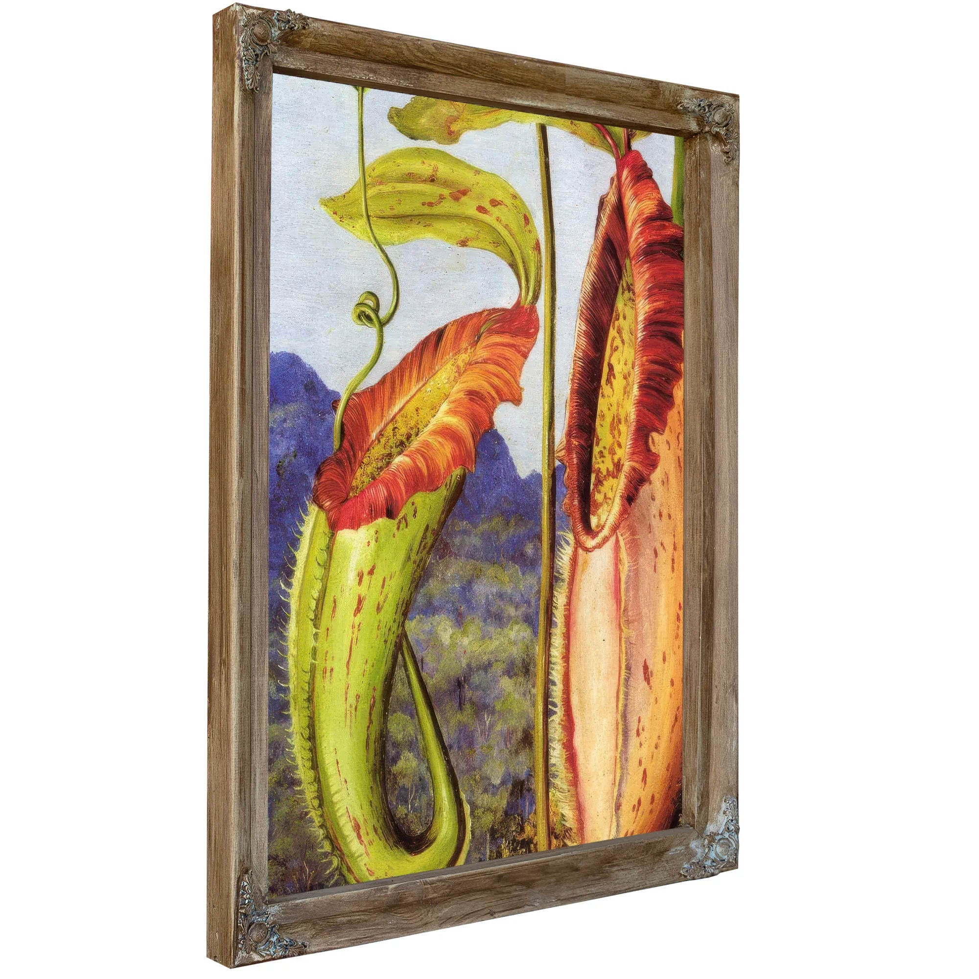Nepenthes Northiana By Marianne North Fine Art Print