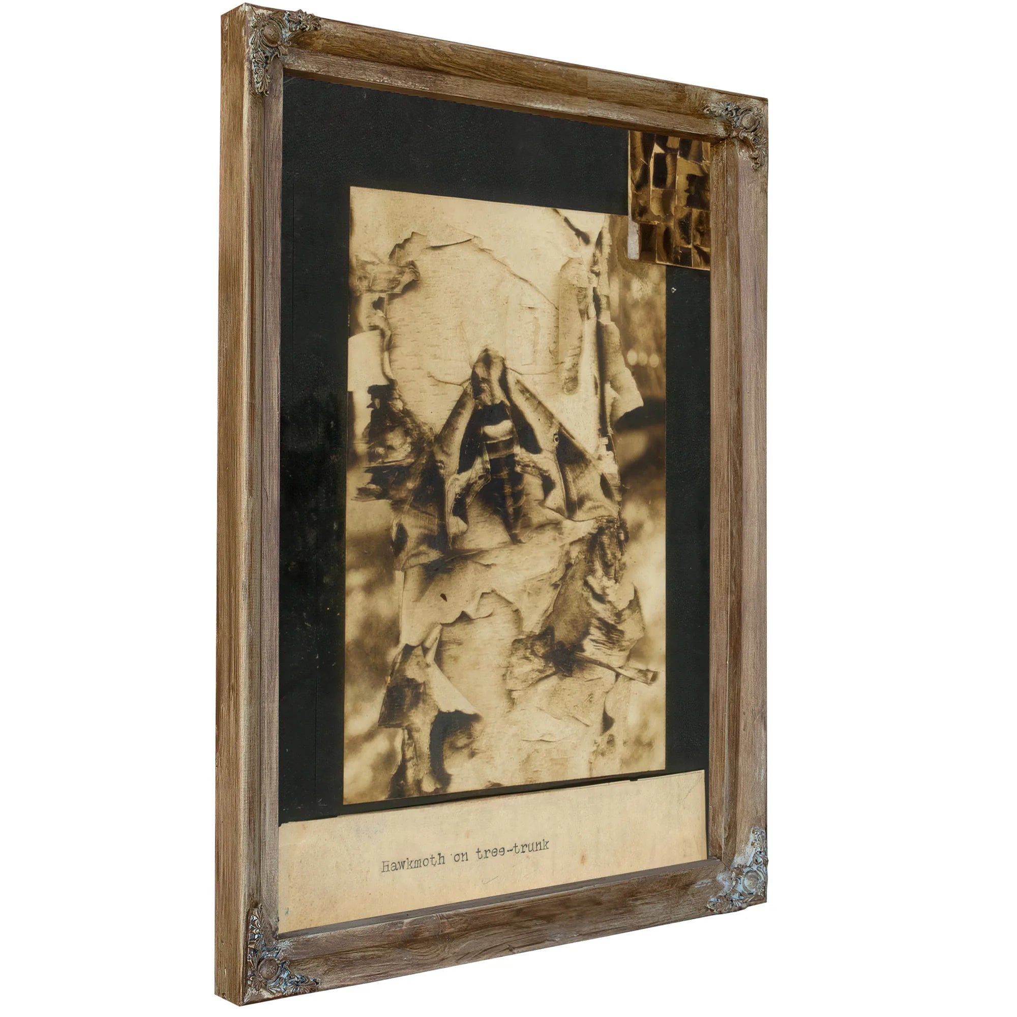 Hawkmoth On Tree Trunk, Study Folder For Book Concealing Coloration In The Animal Kingdom By Abbott Handerson Thayer Fine Art Print