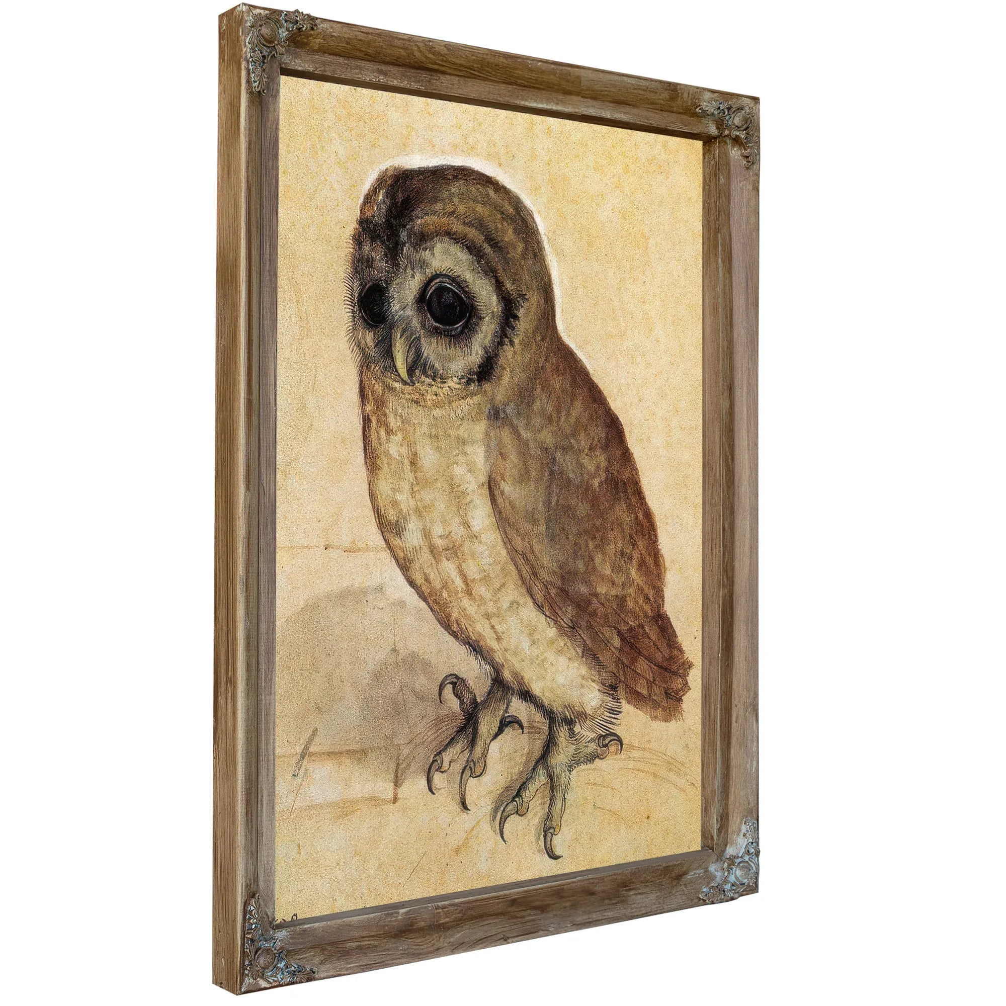 The Little Owl 1506 By Albrecht Durer Fine Art Print