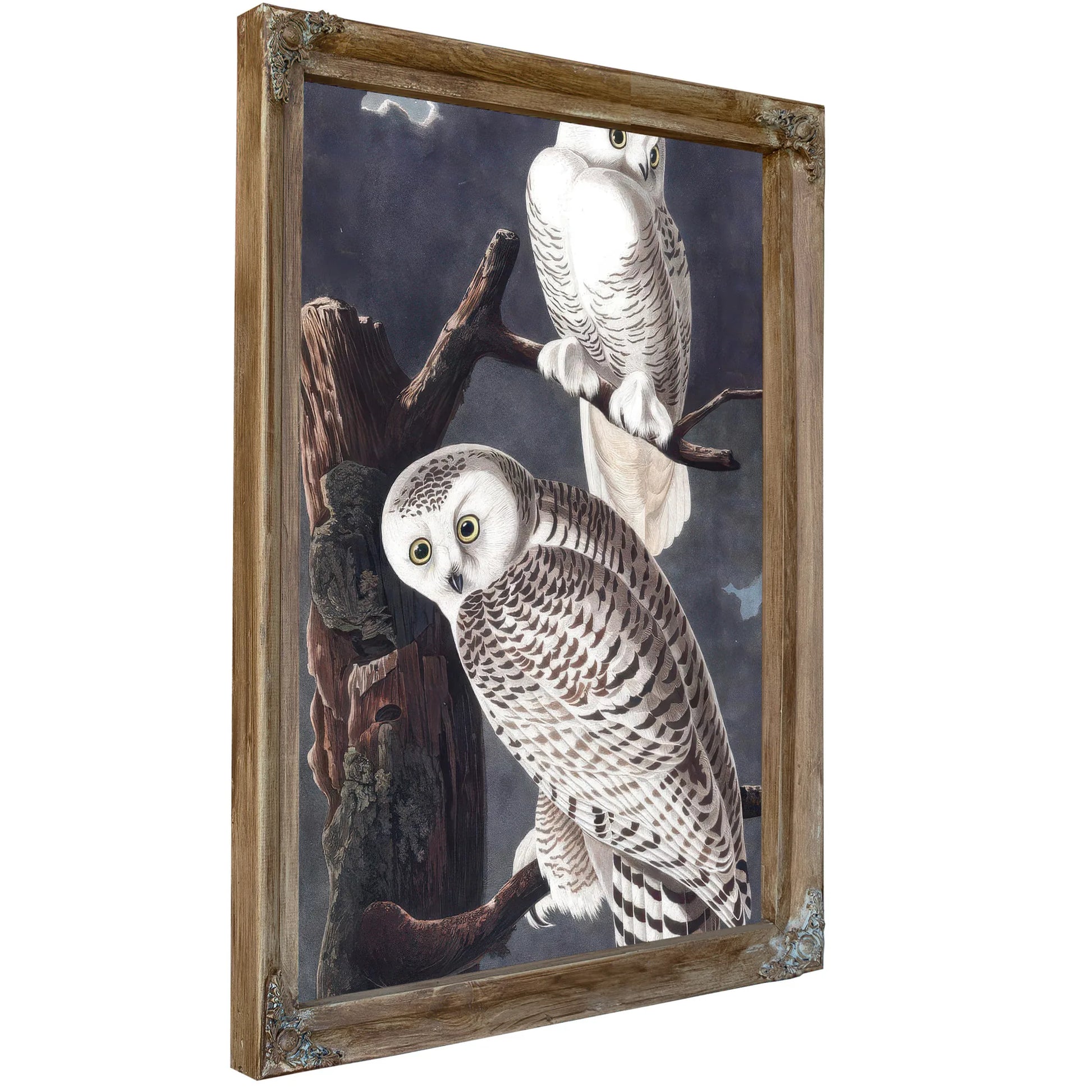 John James Audubon Snowy Owl 1838 By John James Audubon Fine Art Print